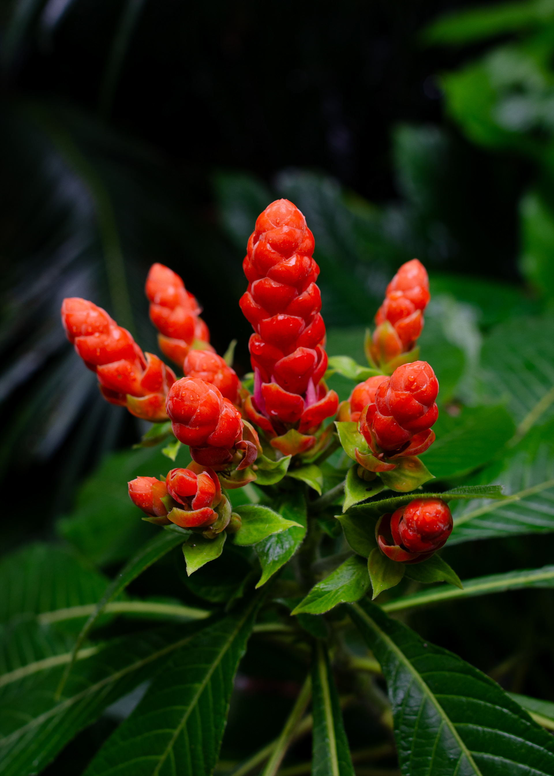 Botanical Garden