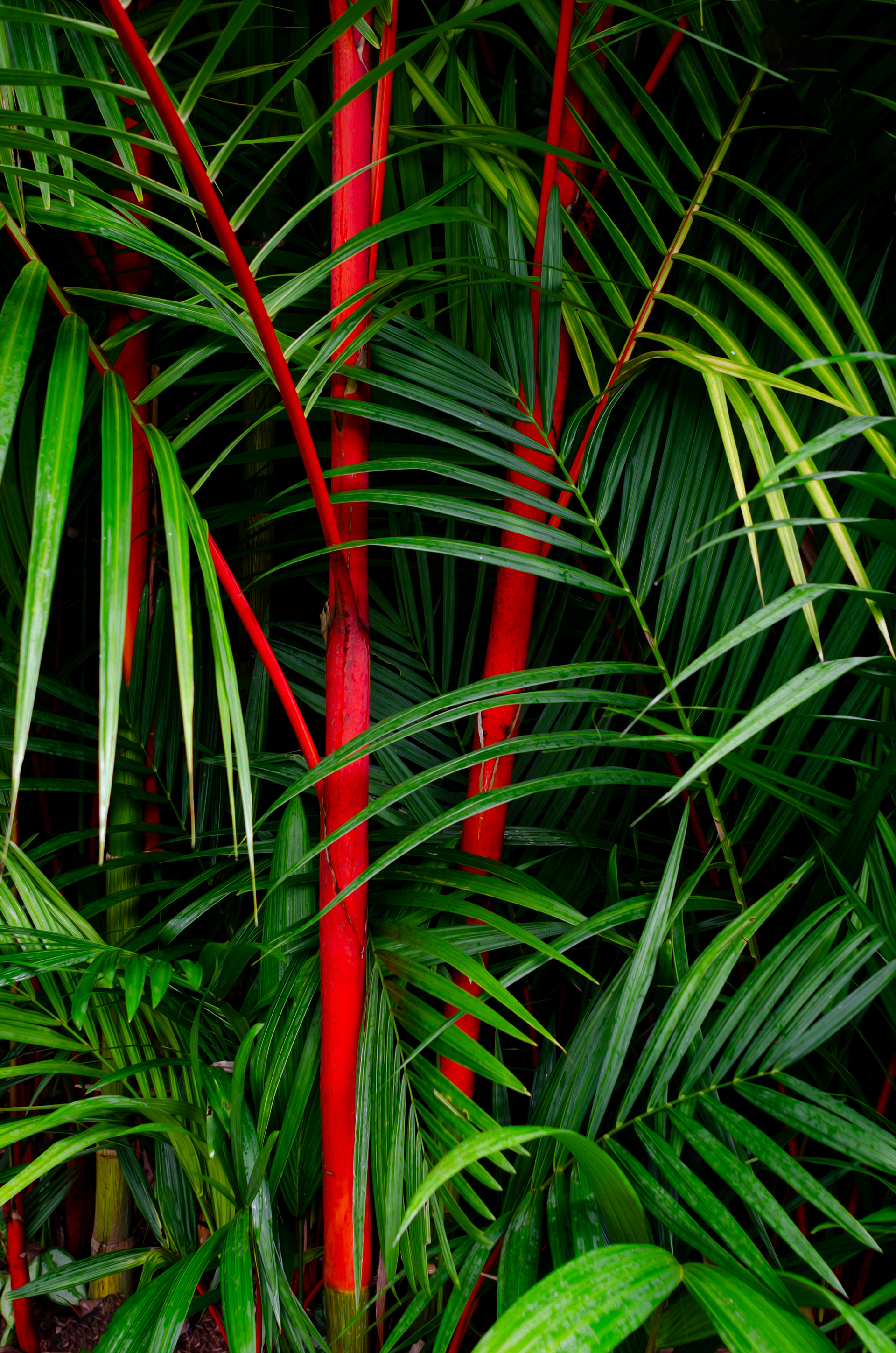 Botanical Garden