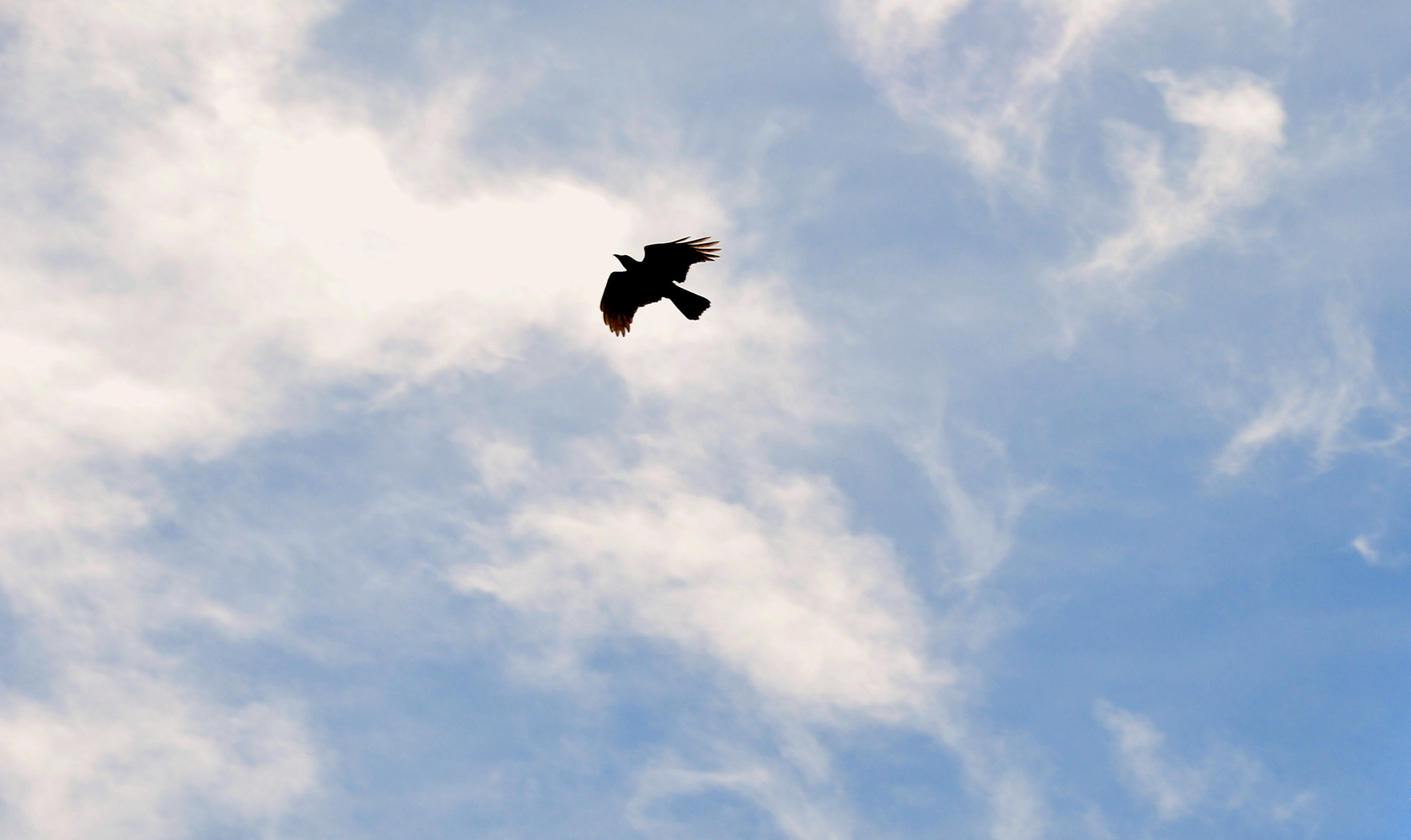 Puckapunyal Crow