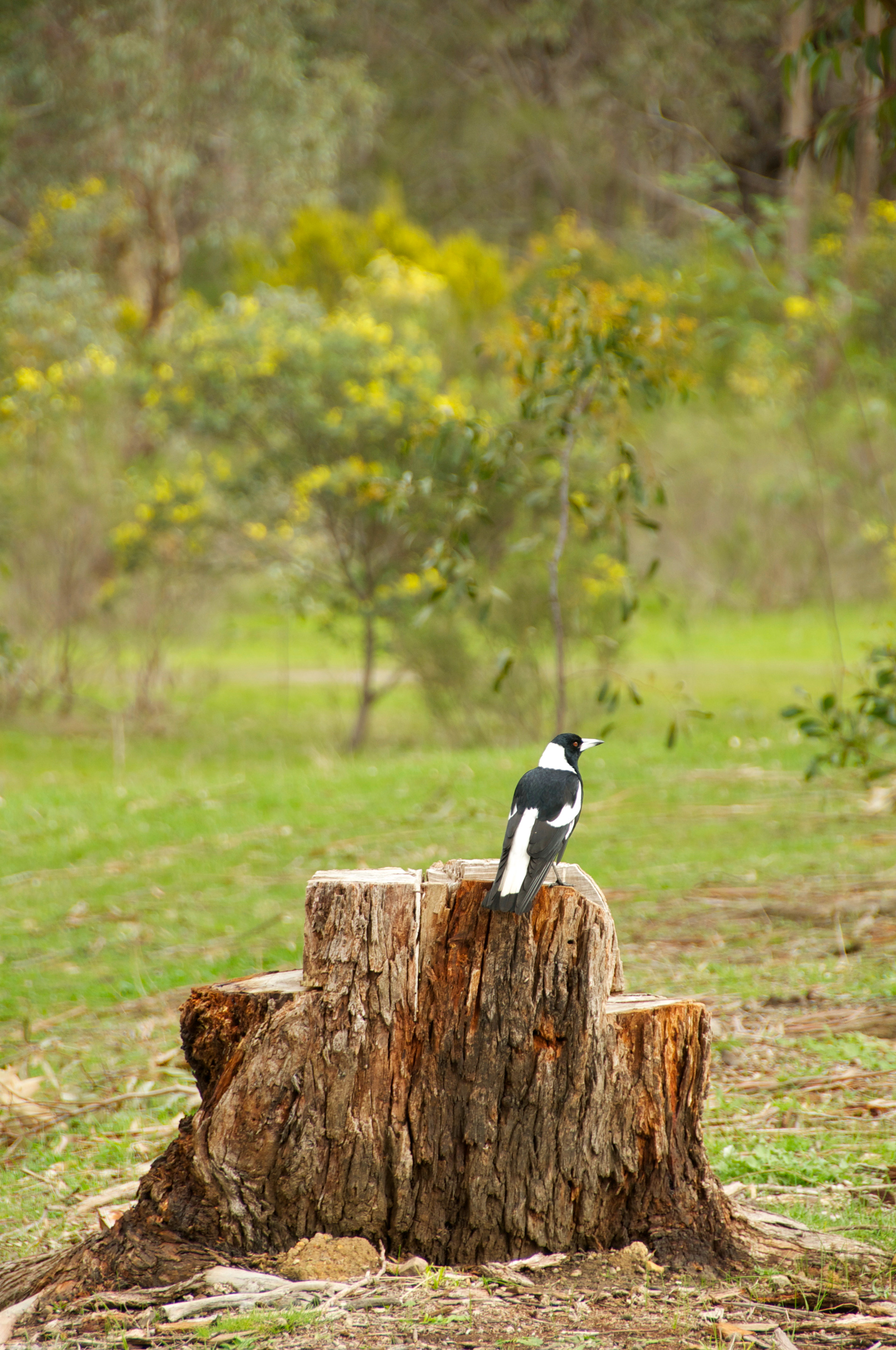 Puckapunyal Magpie