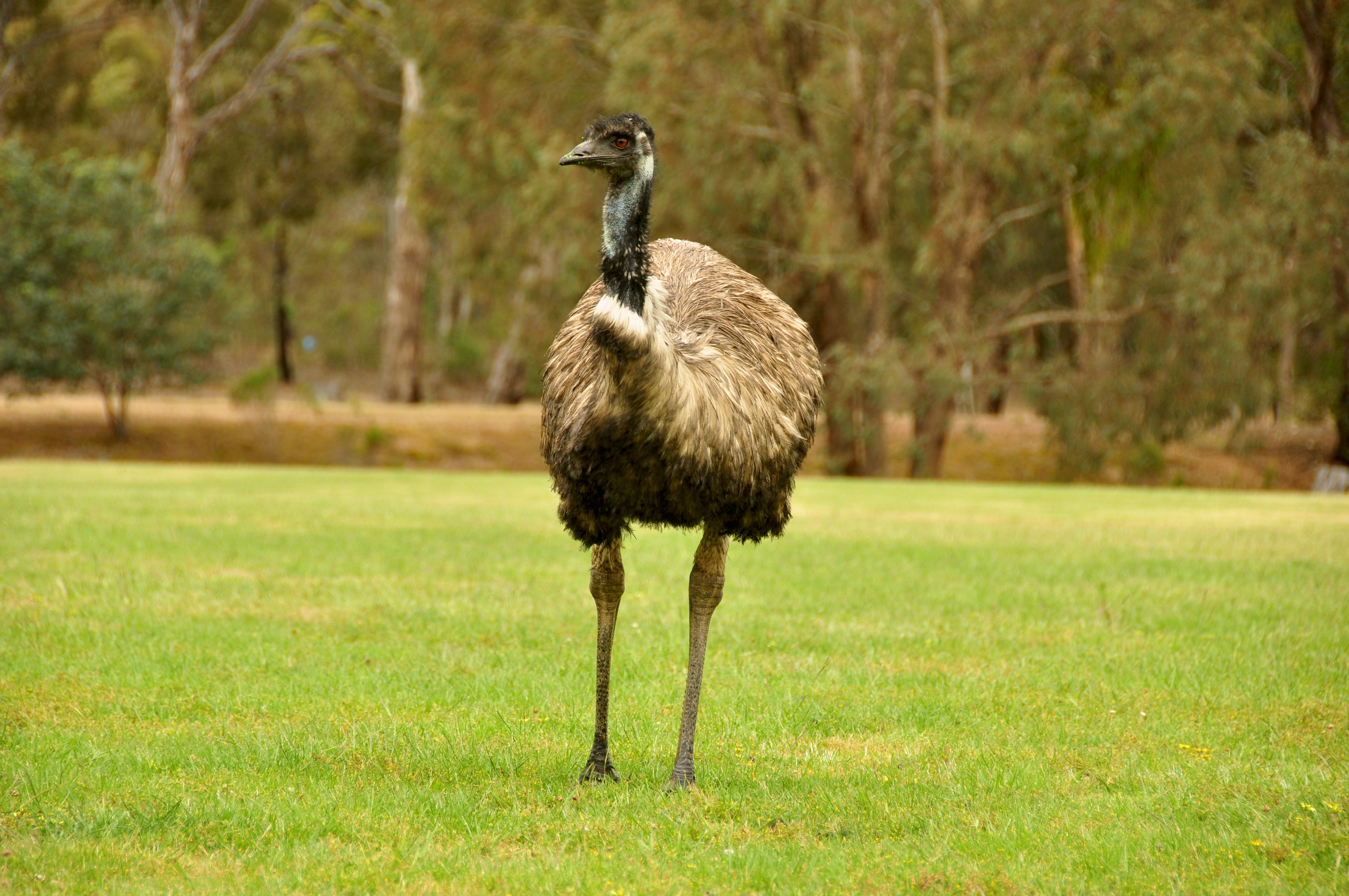 Puckapunyal Emu