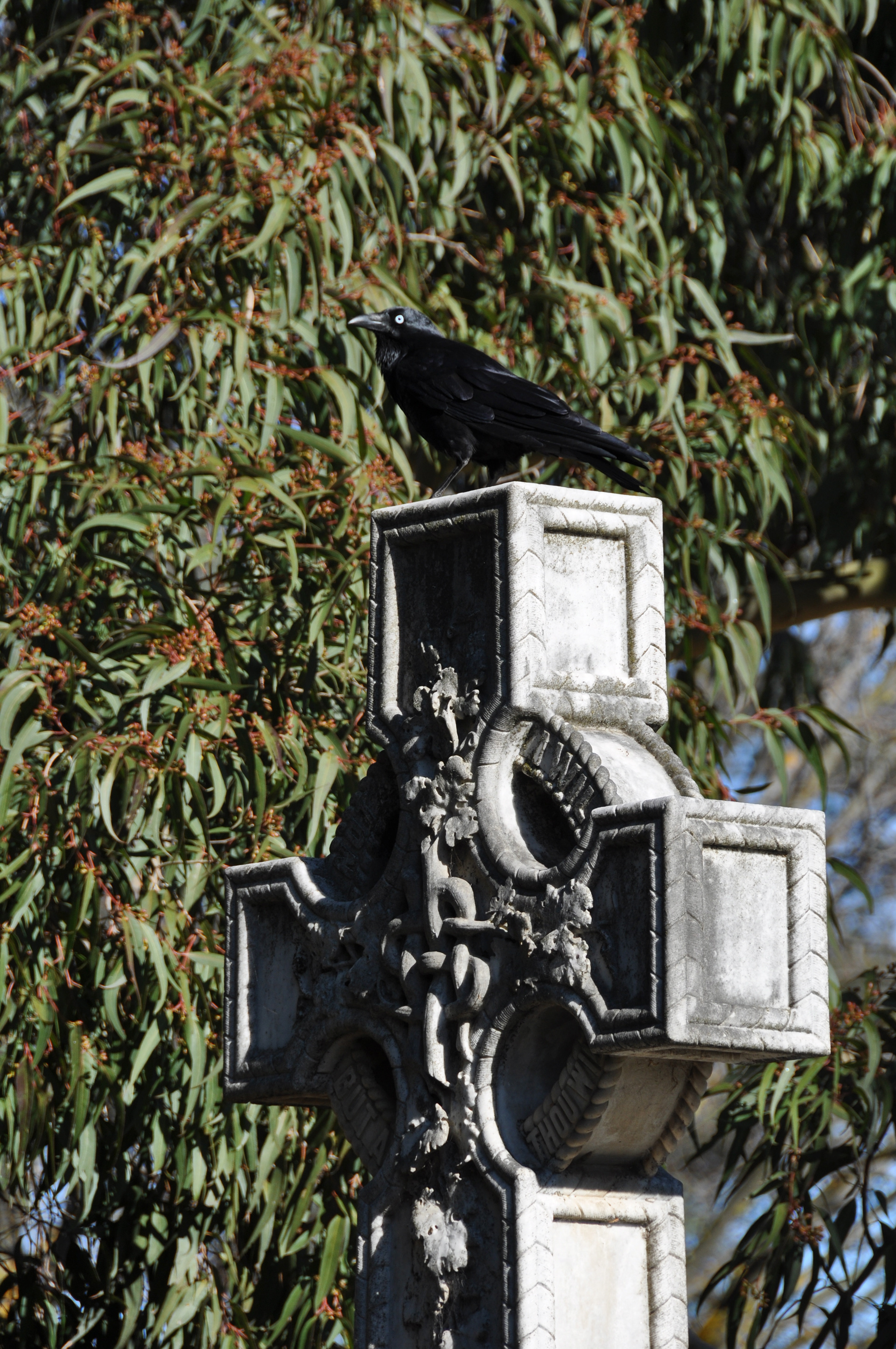 Seymour Crow