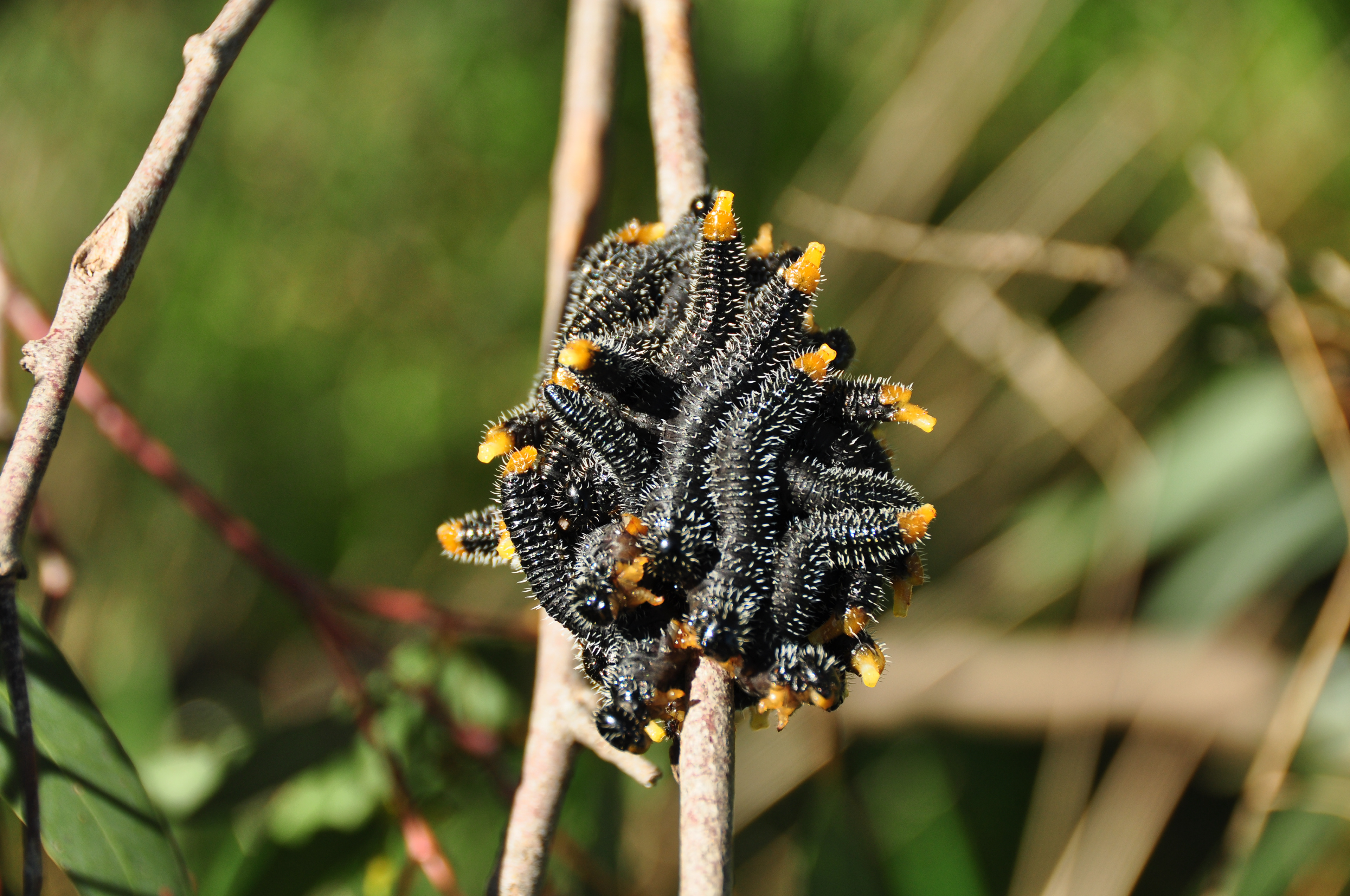 Seymour Caterpillers