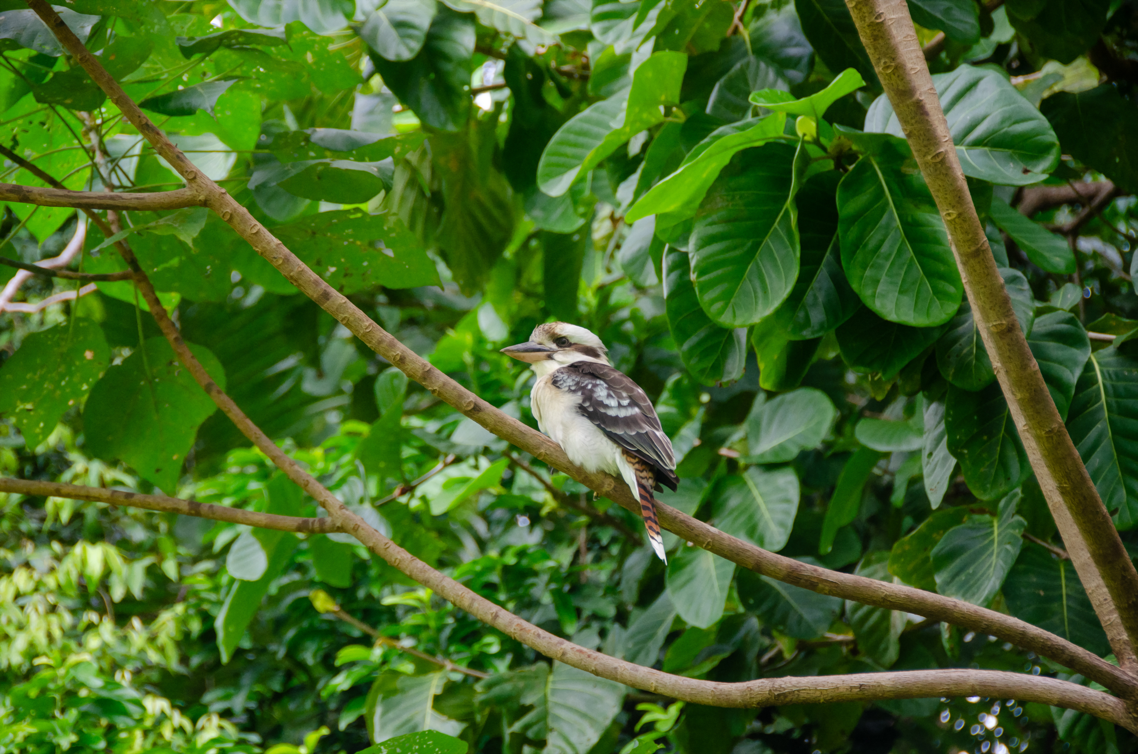 Freshwater Kookaburra