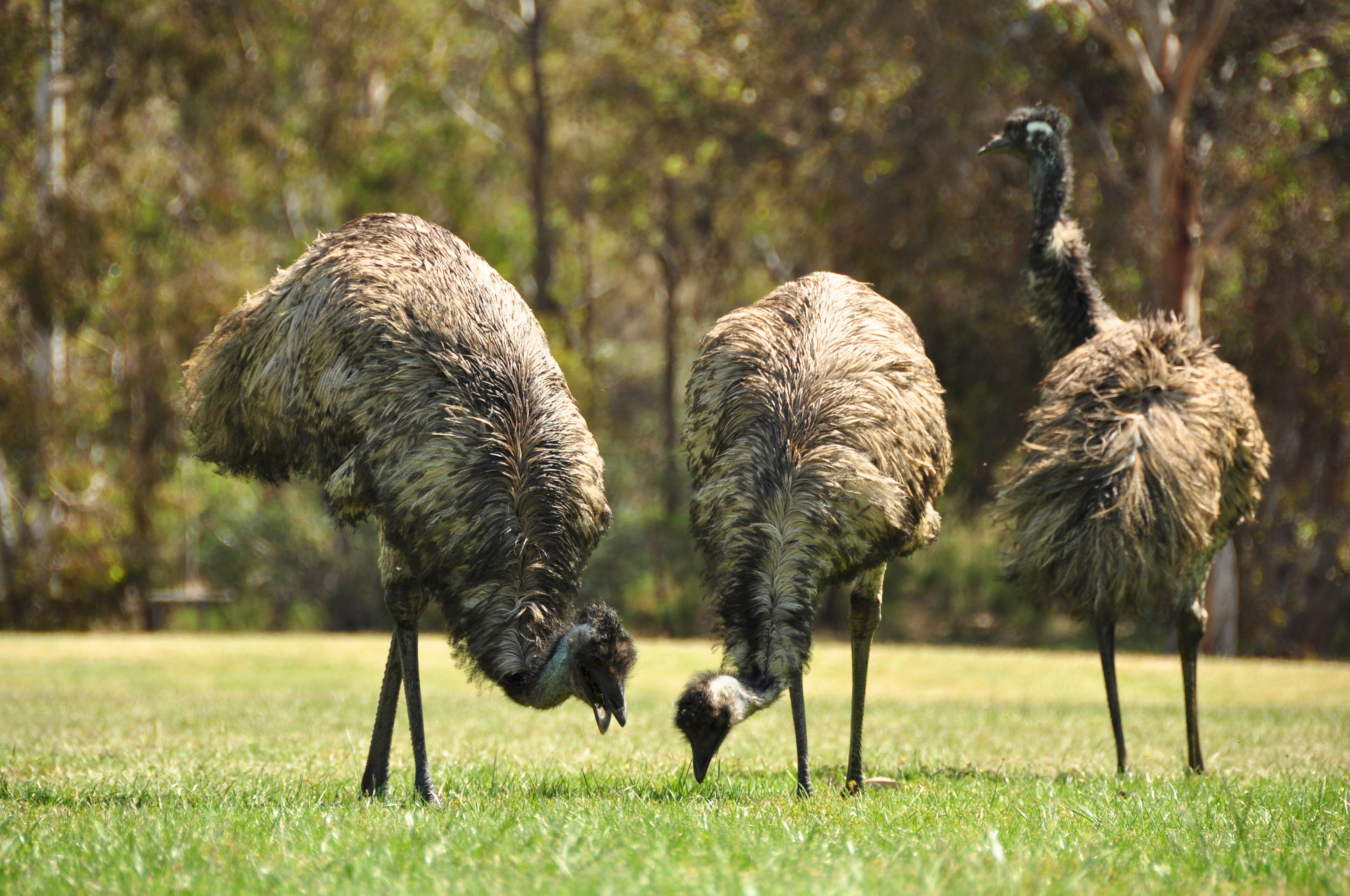 Puckapunyal Emus