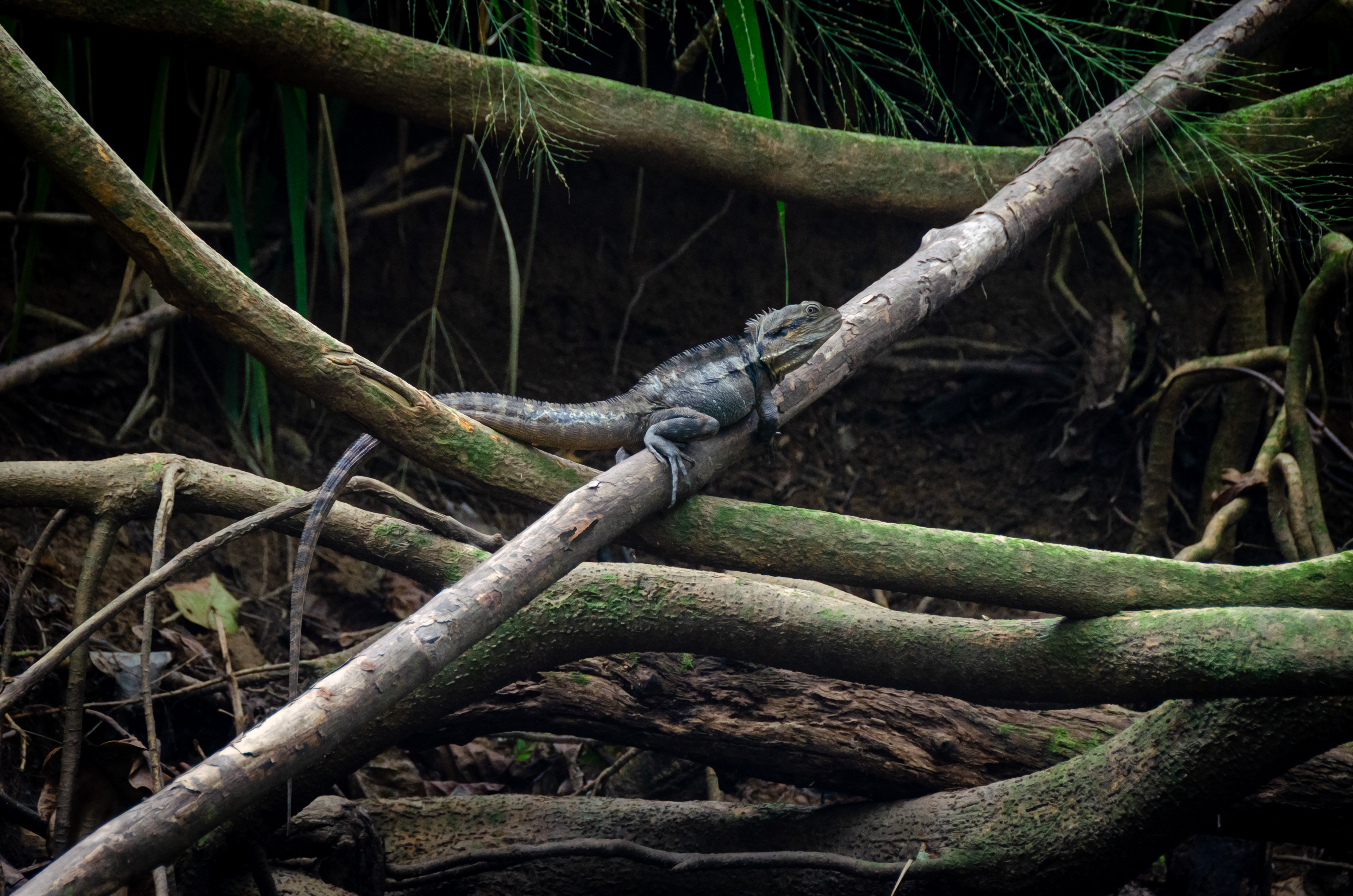 Freshwater Waterdragon