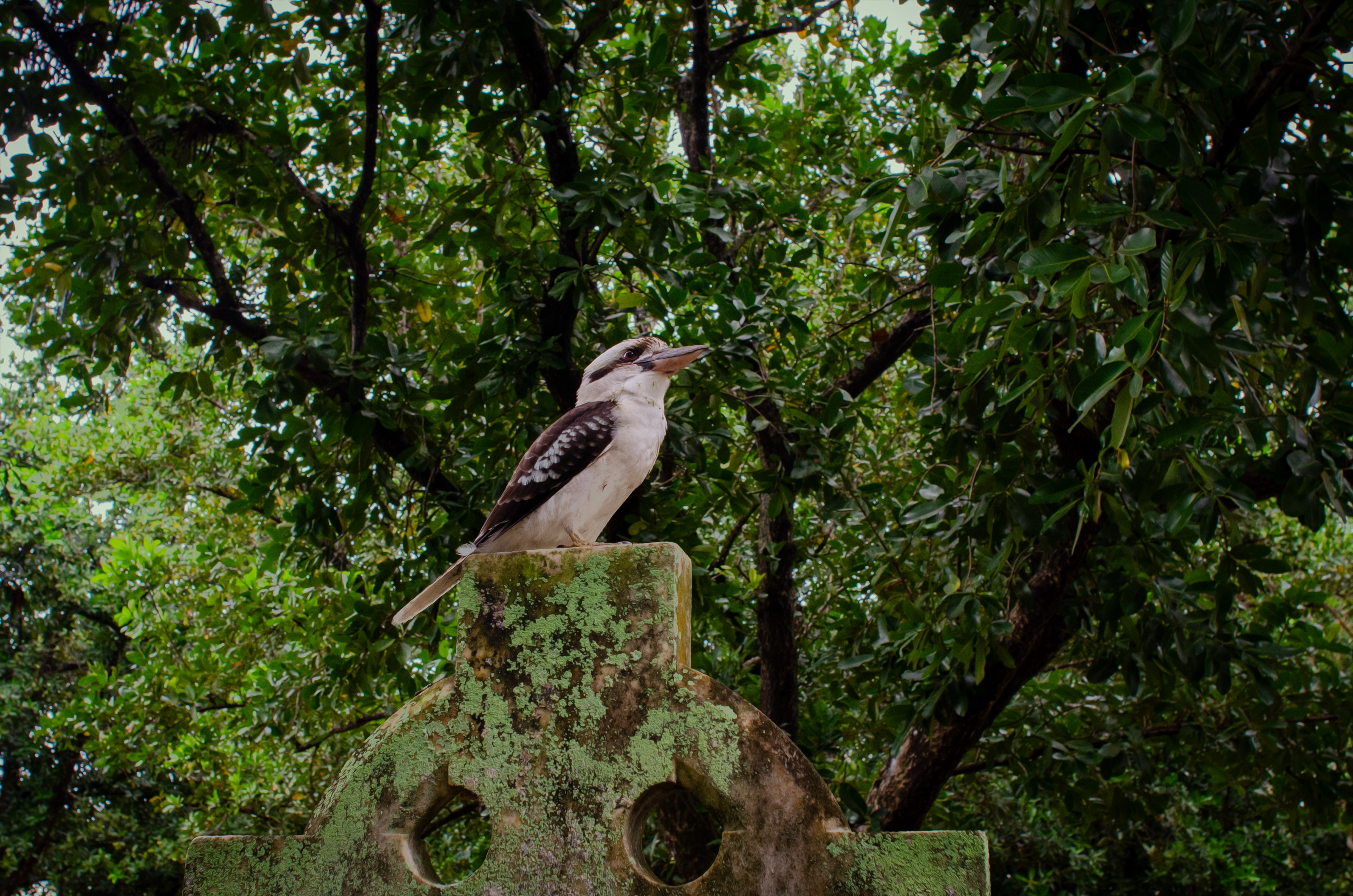 Pioneer Cemetery Kookaburra
