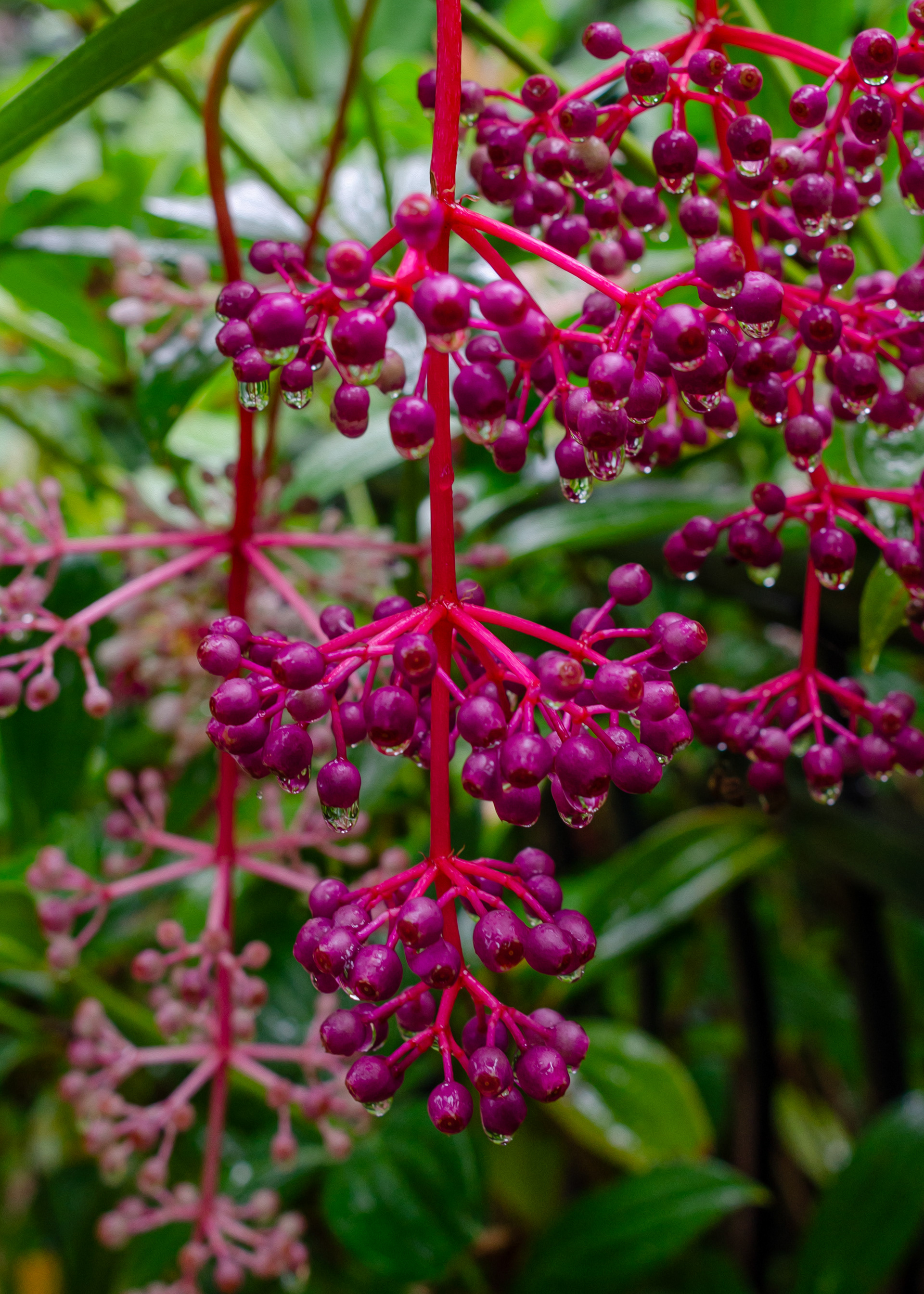 Botanical Garden