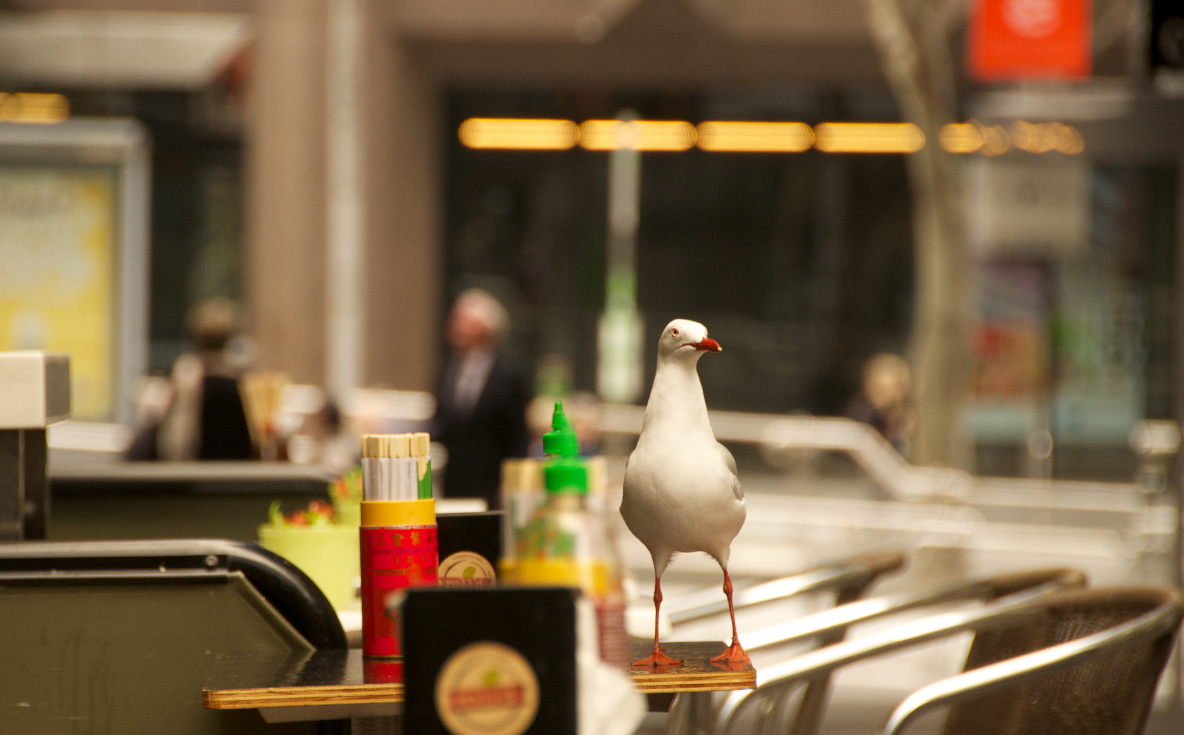Melbourne Seagull