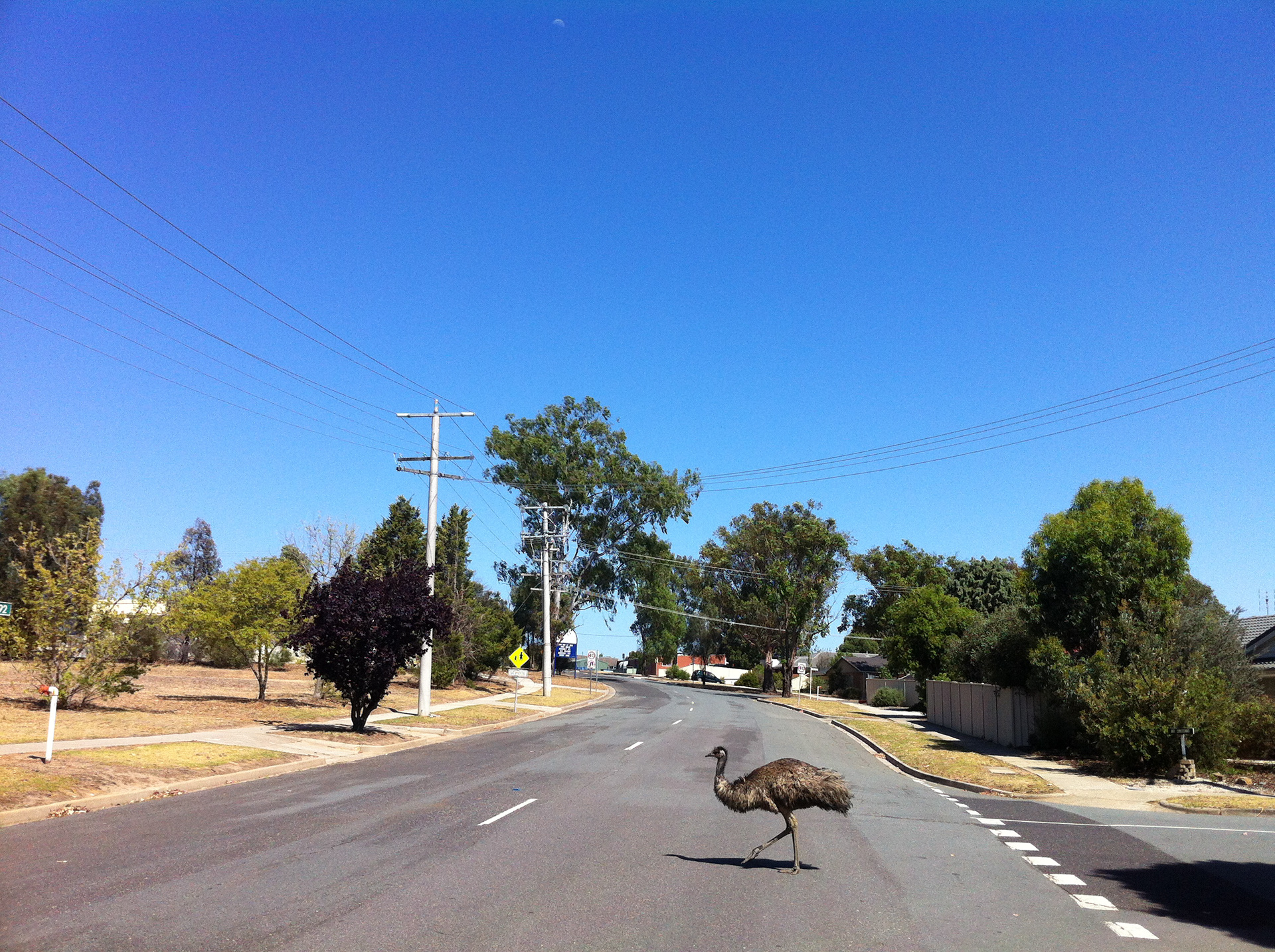 Puckapunyal Emu