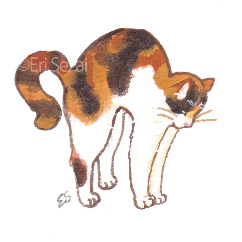 のび猫