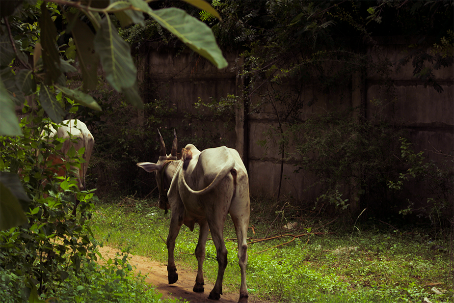 Ox taken to grazing throught the roads around the BHEL Factory