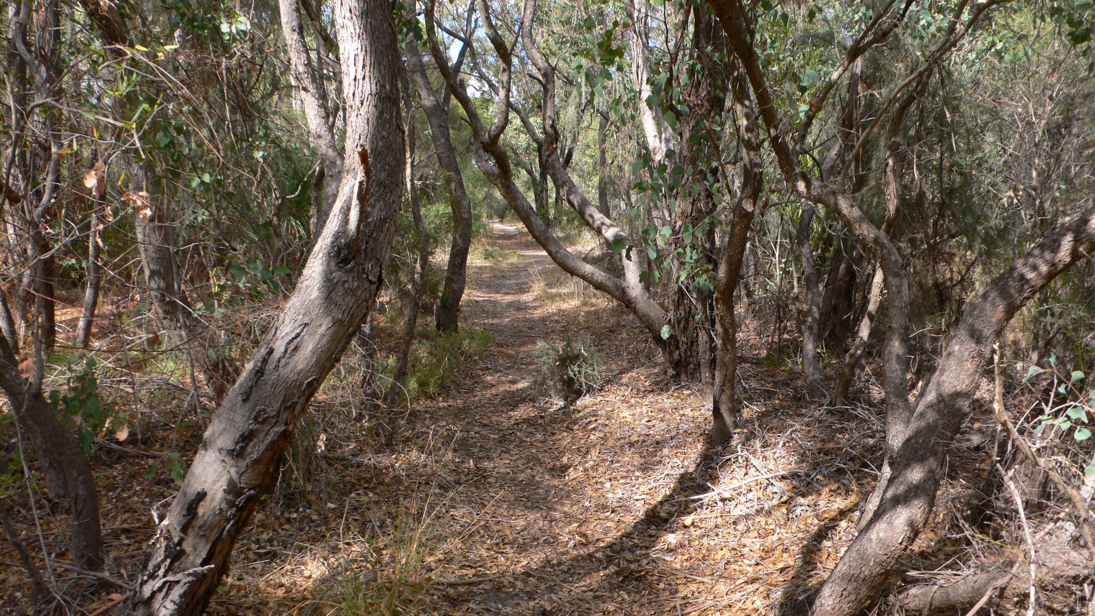 Pathway