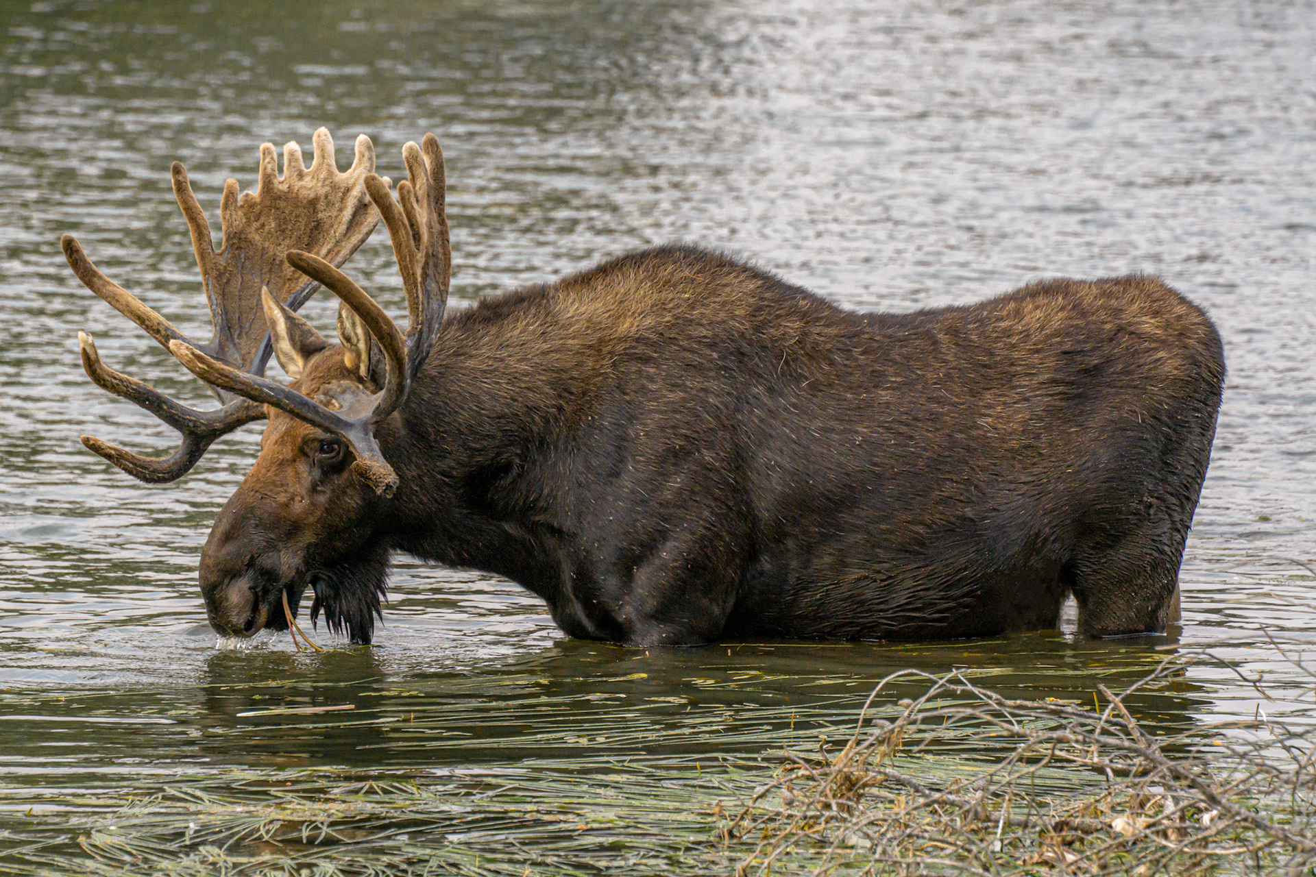 Rocky Mountain Moose