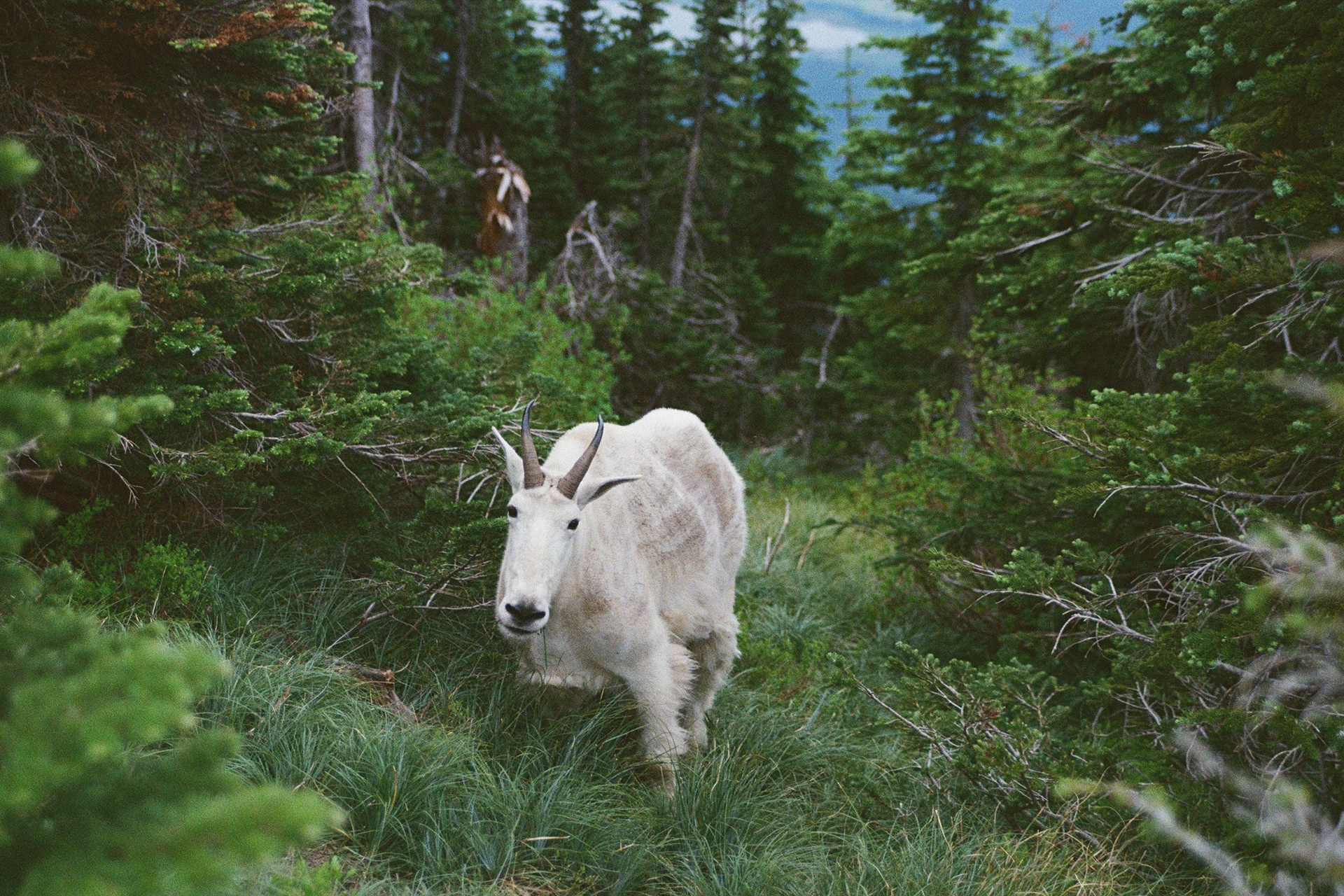 Montana, US