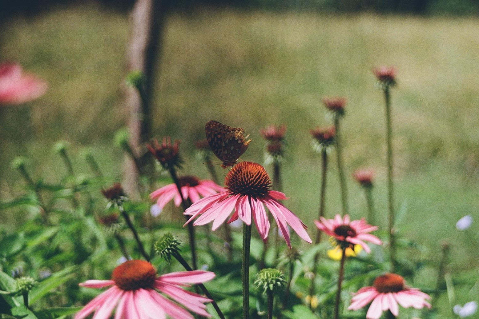 Charlottesville, Virginia