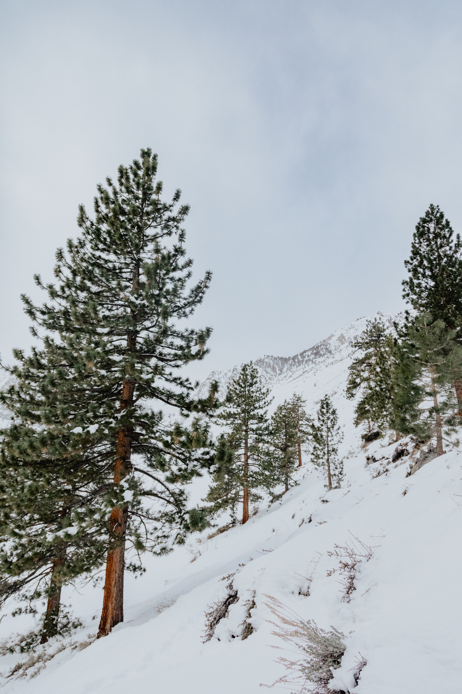 Inyo National Forest, 2024