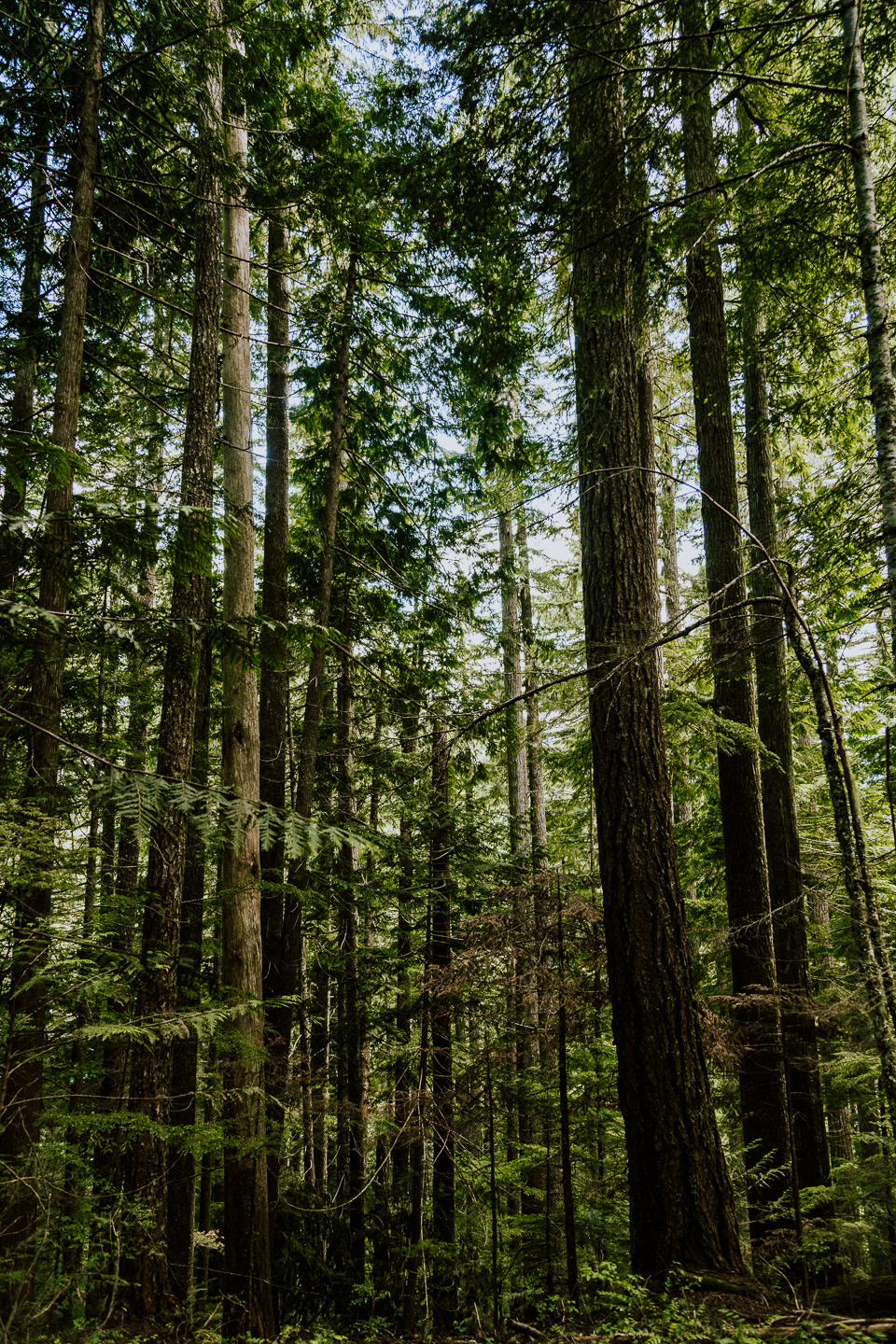 Mt. Ranier National Park, 2019