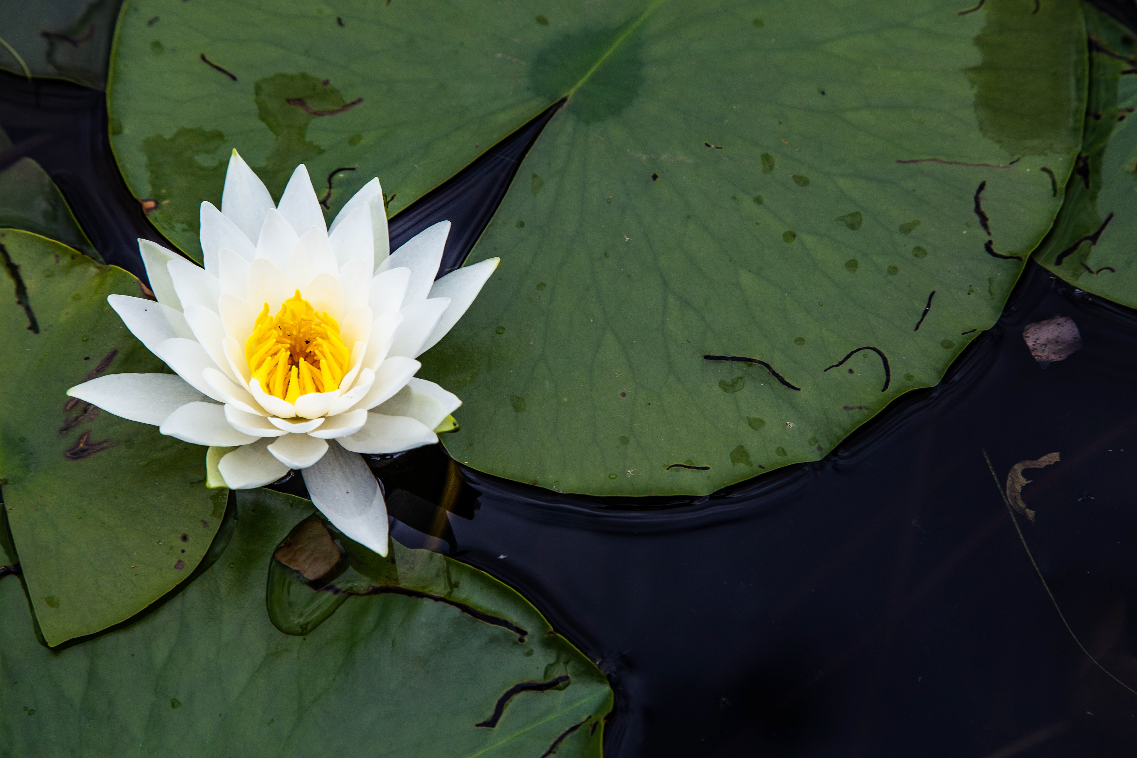 Boundary Waters, 2022