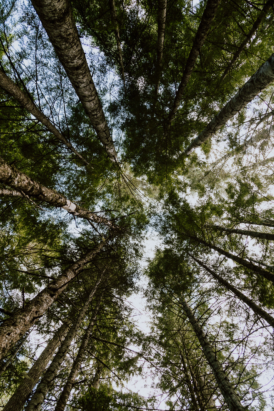 Mt. Ranier National Park, 2019