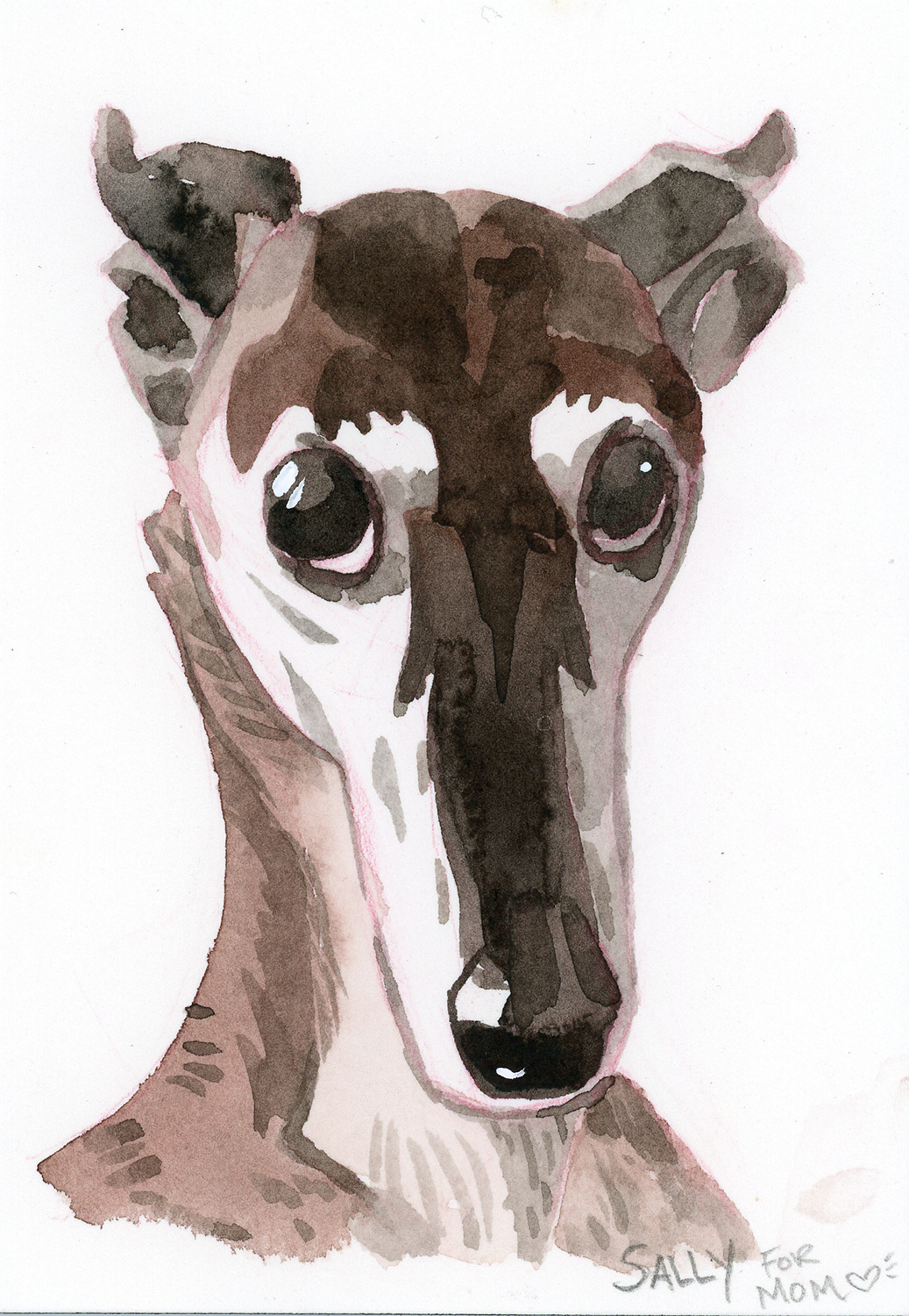 Sally the greyhound