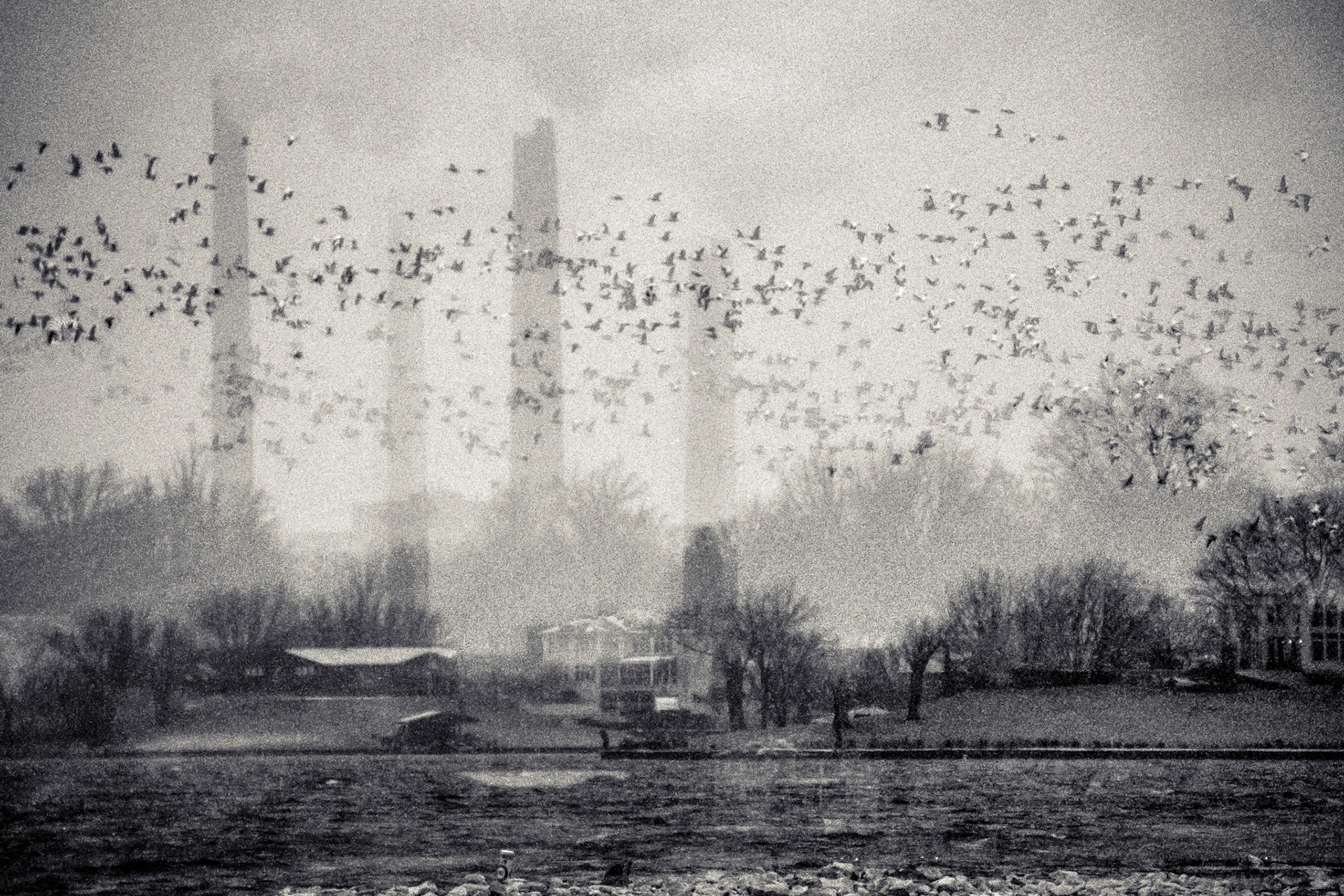 Snow geese near the towers of CWPL on Lake Springfield