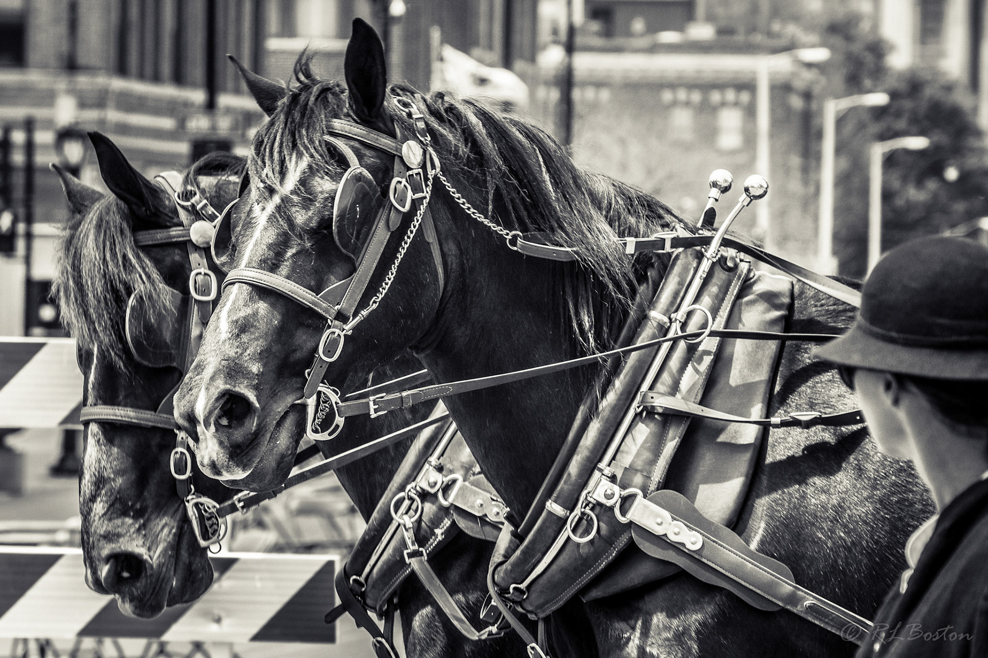 Work Horses of Lincoln Funeral
