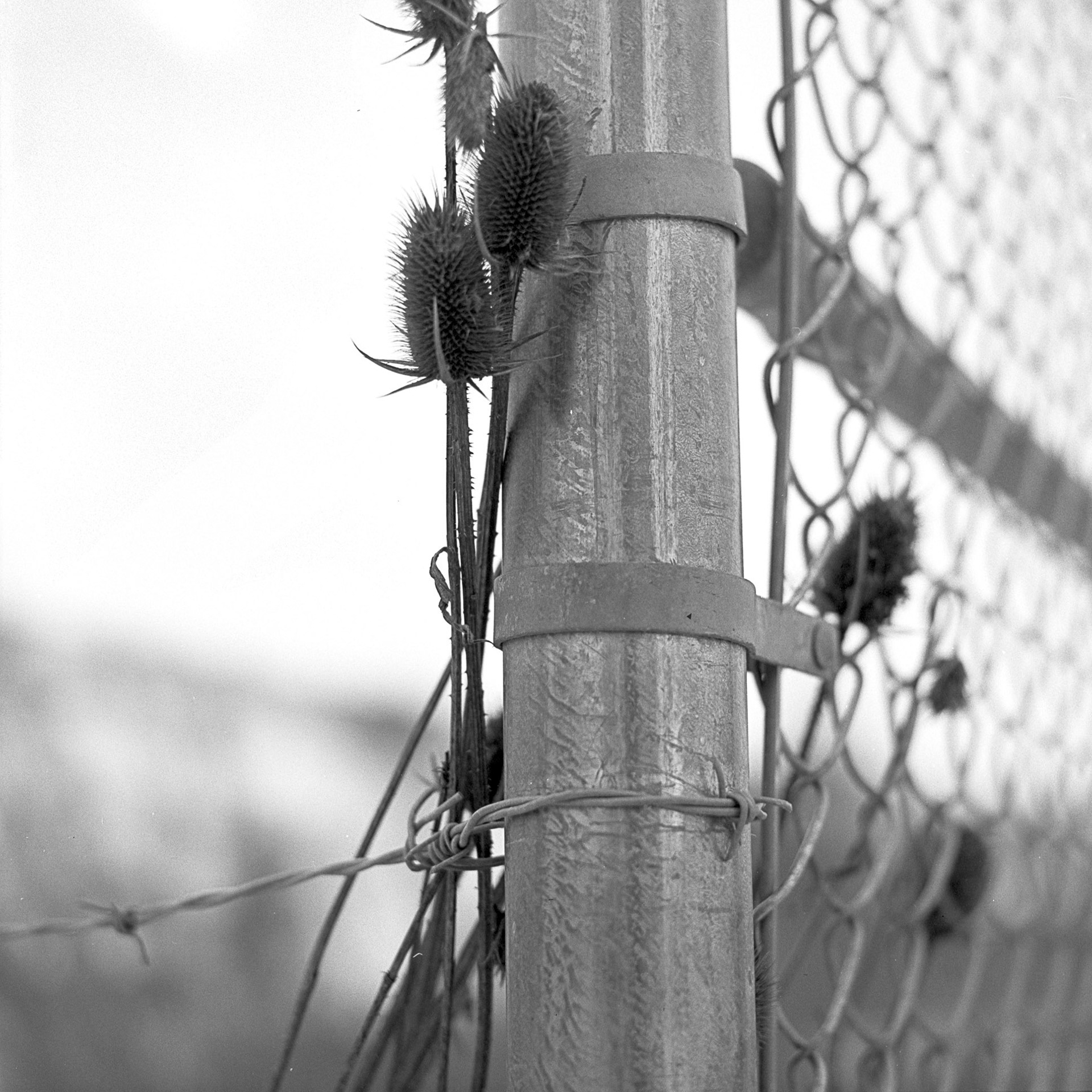 Teasel, barbed wire and chain link fence, shallow depth of field. The first pint image for Photo2 class project Five Senses, one of five.