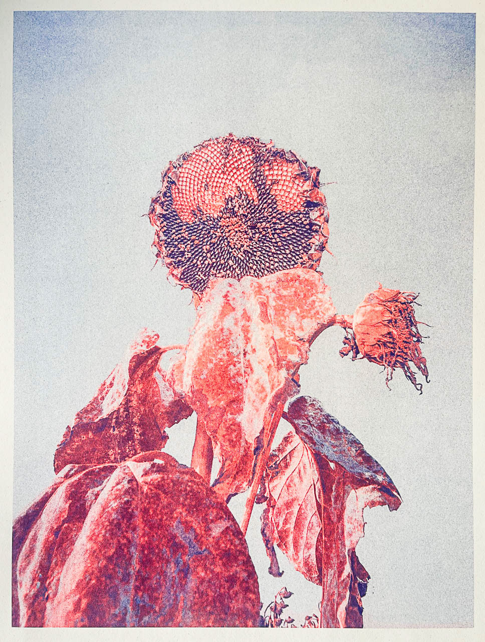 Tournesol - riso