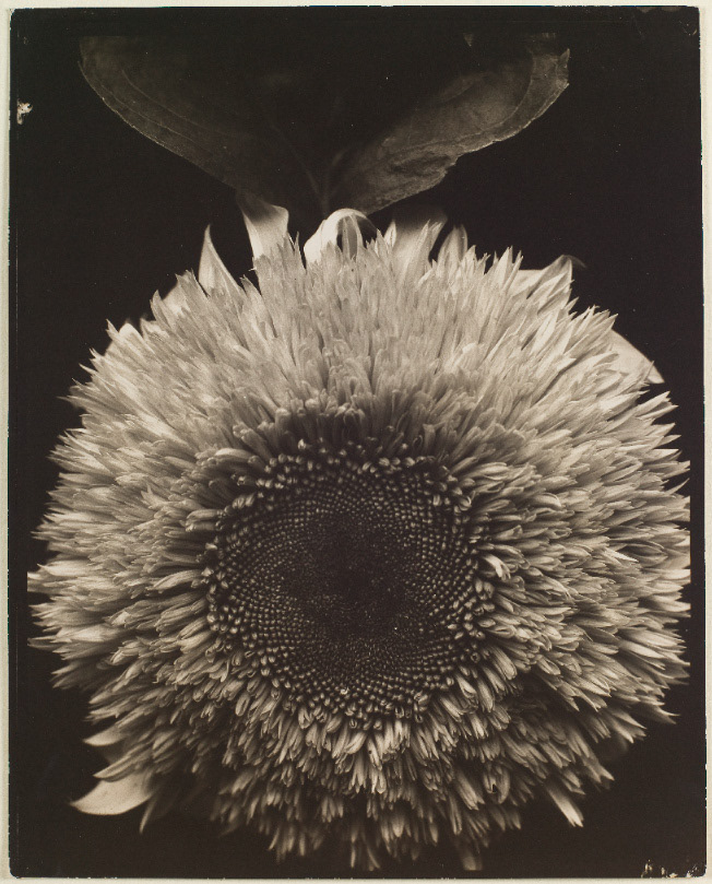 Saint Louis Art Museum