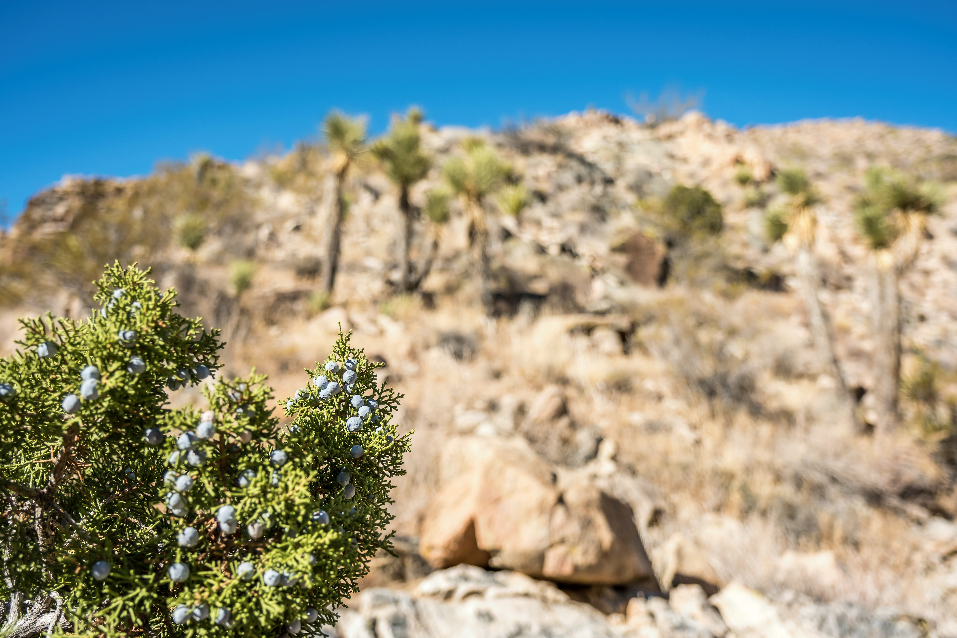 A California Juniper in Joshua Tree NP.