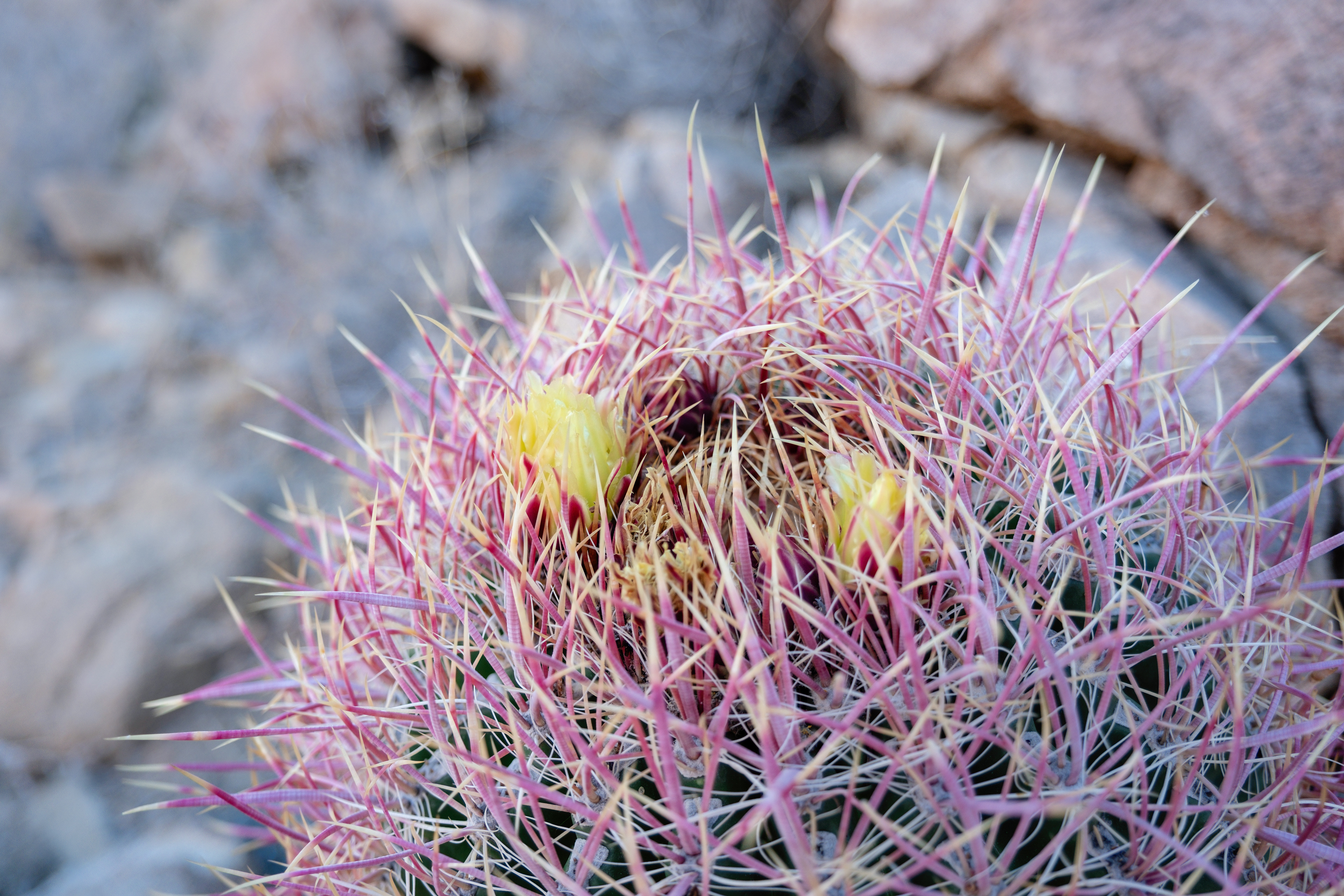 A Barrel Cactus blooming a yellow flower in Joshua Tree NP.