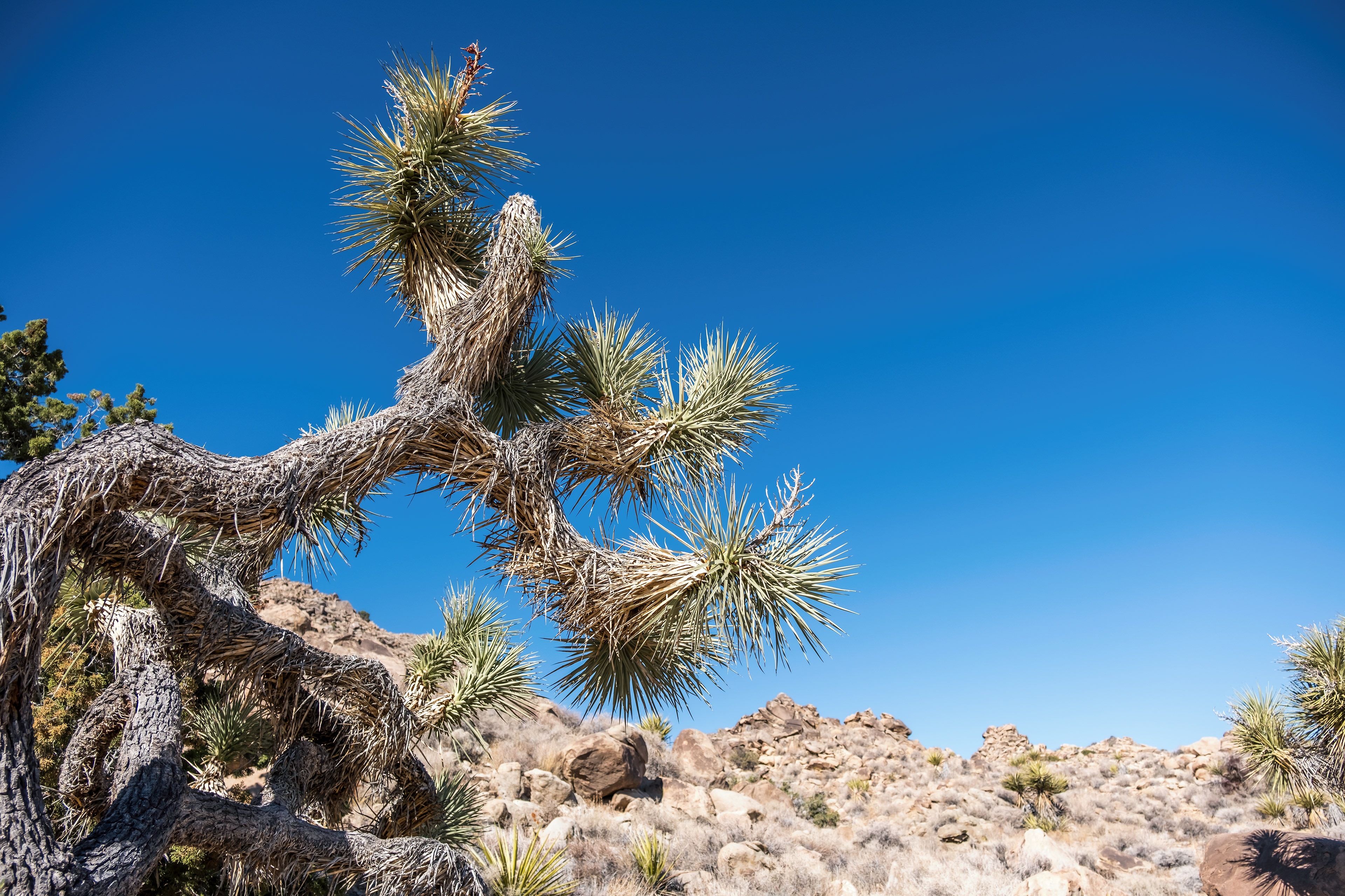 A Joshua Tree in the National Park.