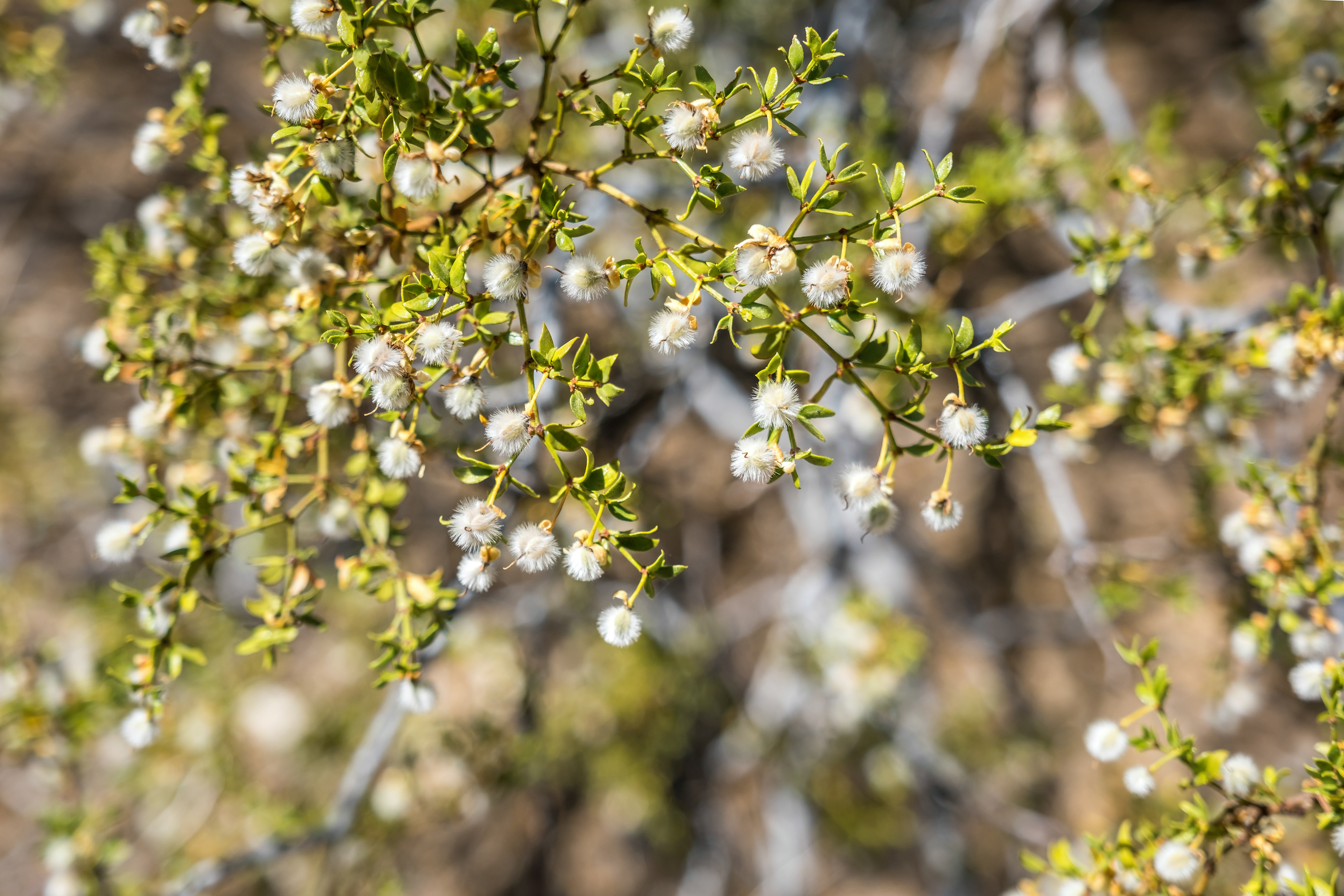 A desert wild chaparral bush blooming with fuzzy seed pods in Joshua Tree NP.