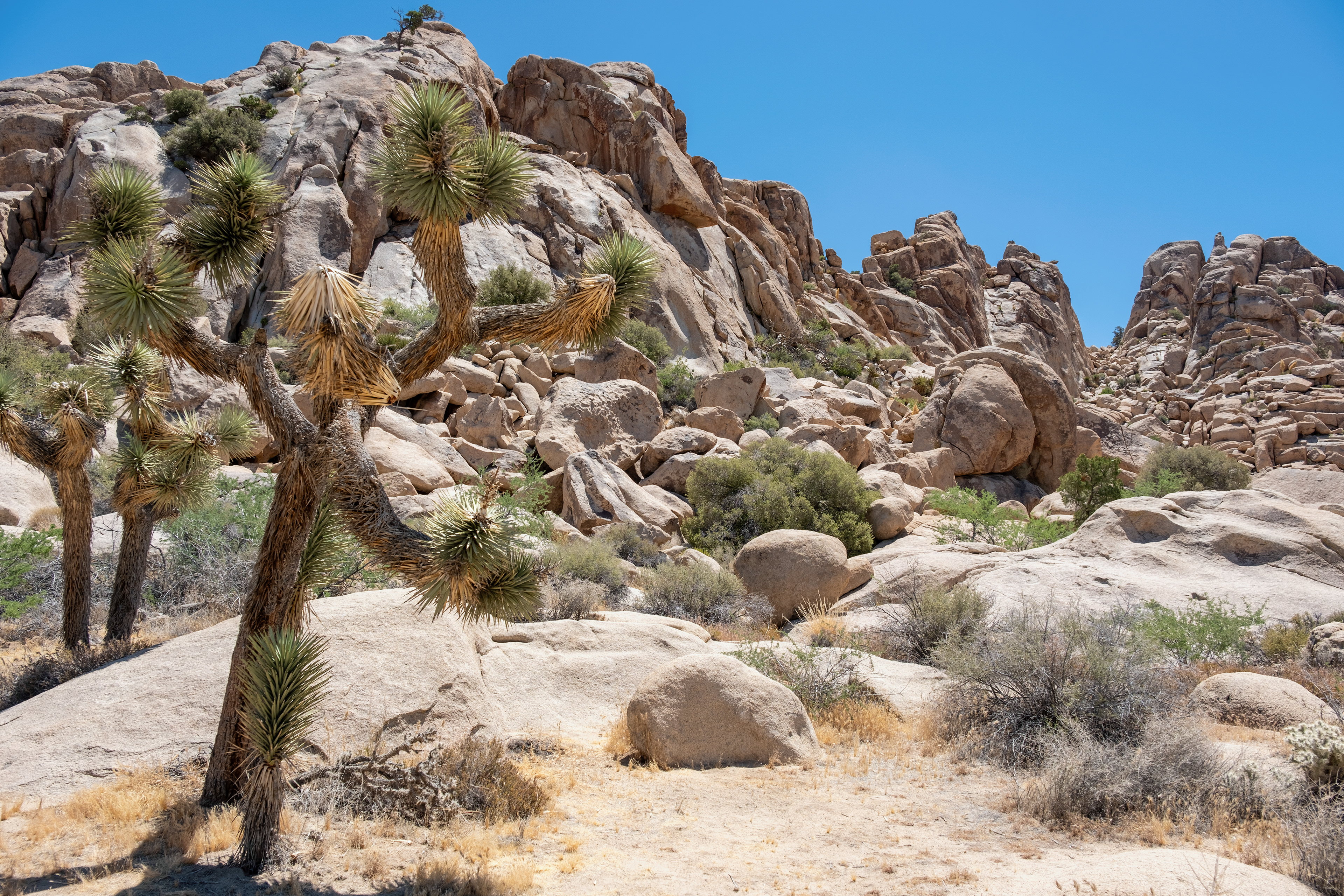 Joshua Tree in front of a rock formation.
