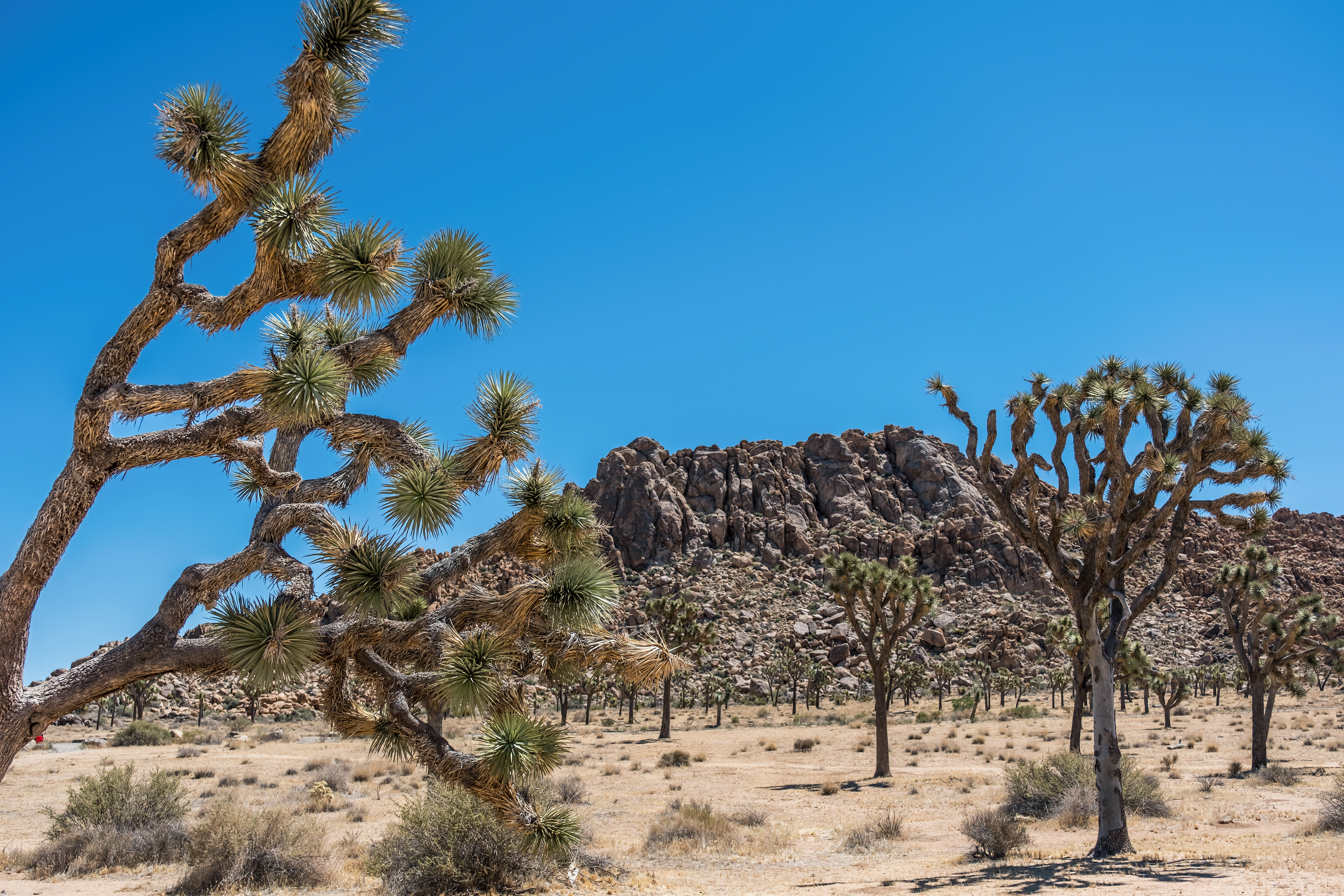 A Joshua Tree in front of a rock formation in Joshua Tree NP.