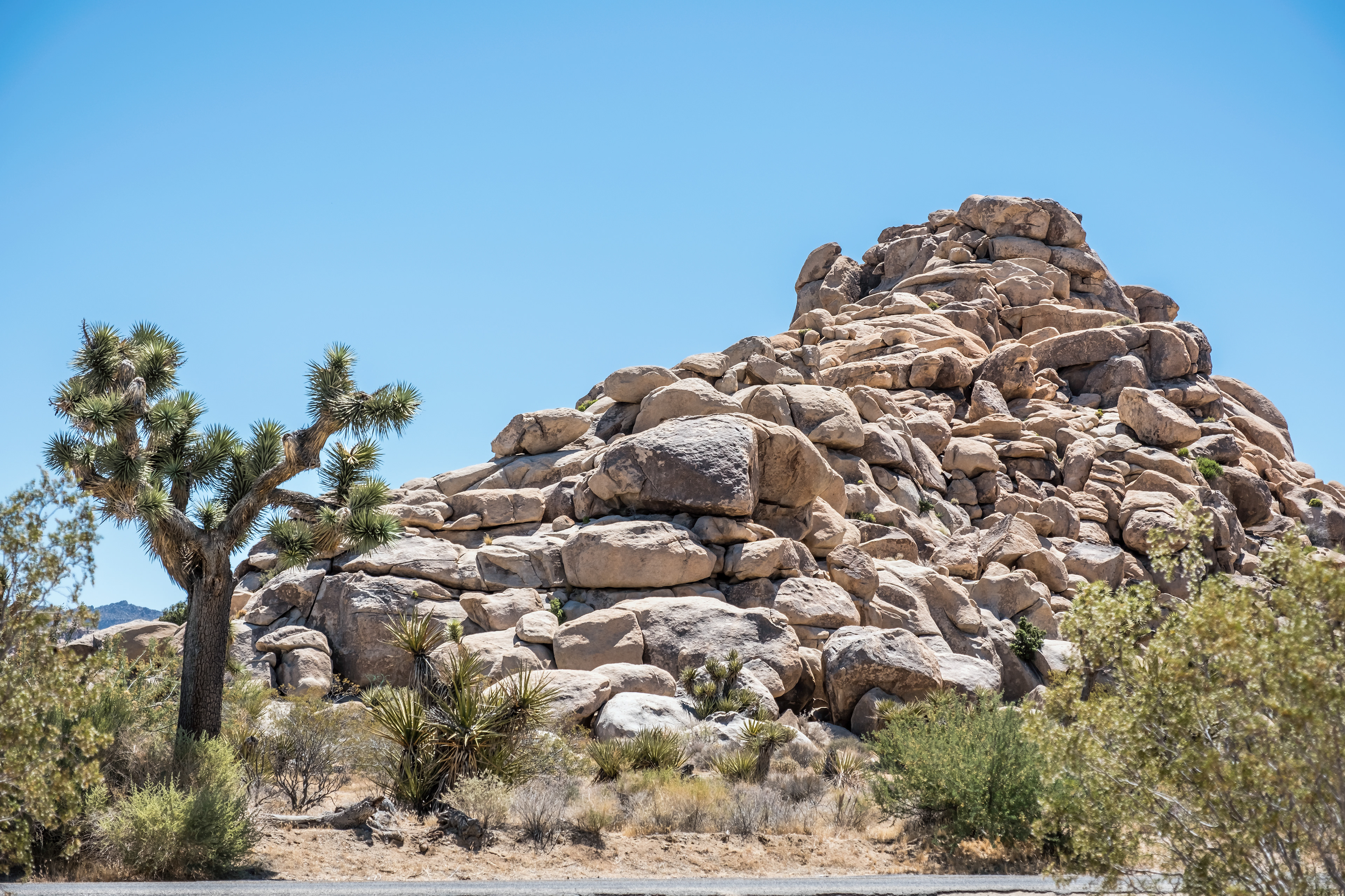 Joshua Tree in front of a rock formation.