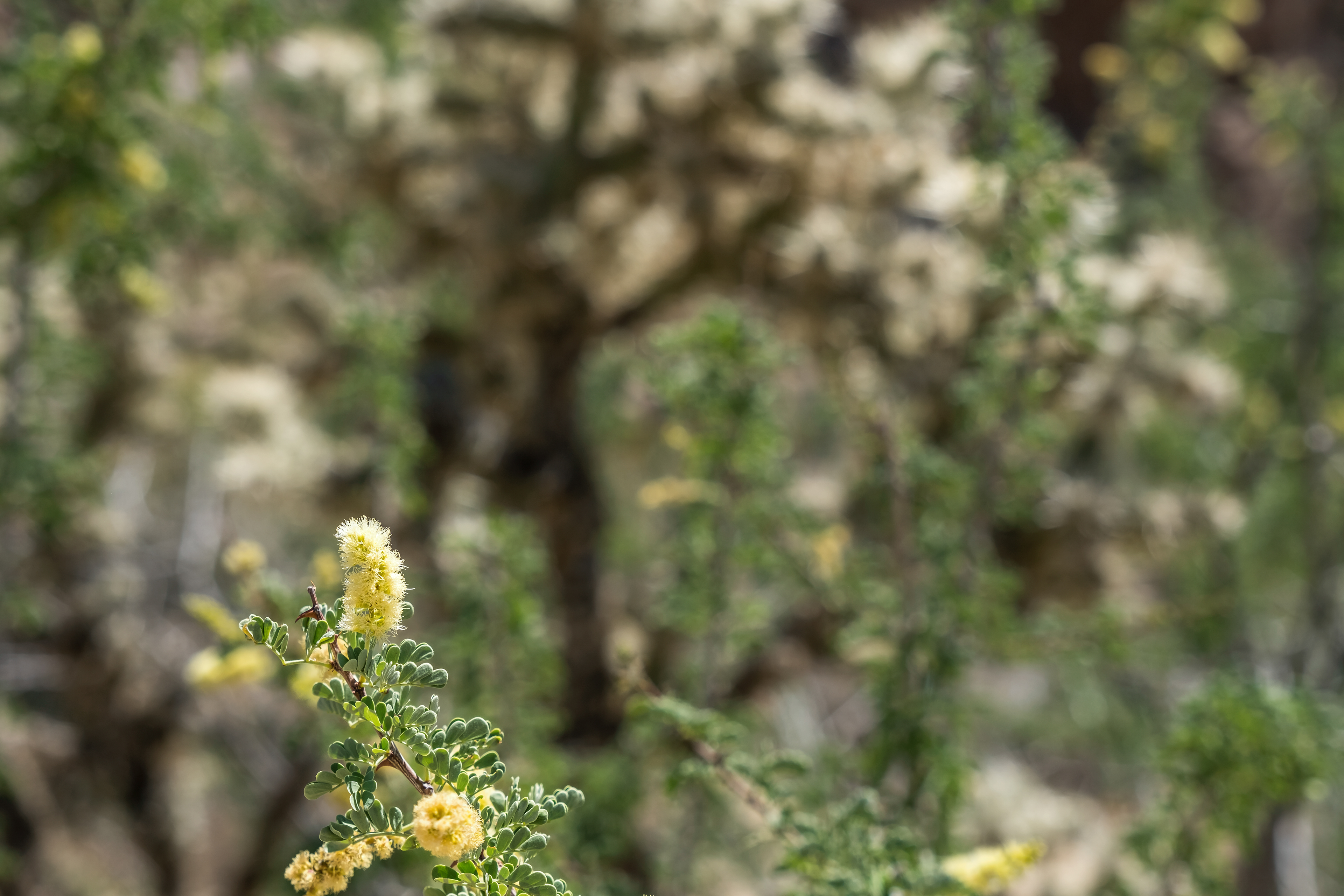 A blooming Catclaw Acacia bush in Joshua Tree NP.