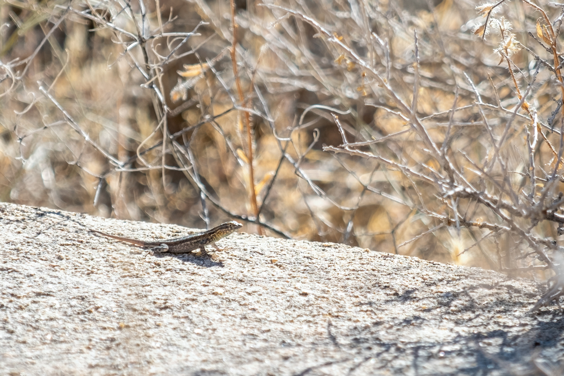 A lizard sitting on a rock in Joshua Tree NP.