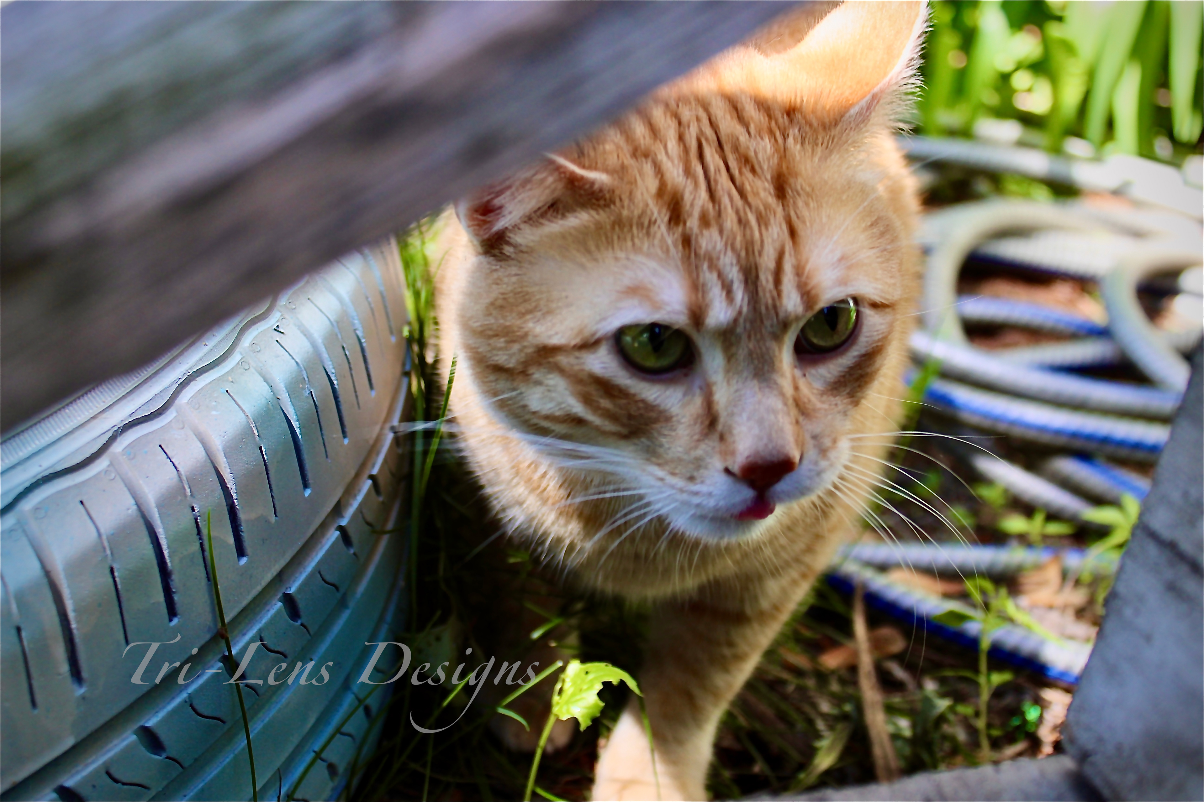 Doug outdoor
