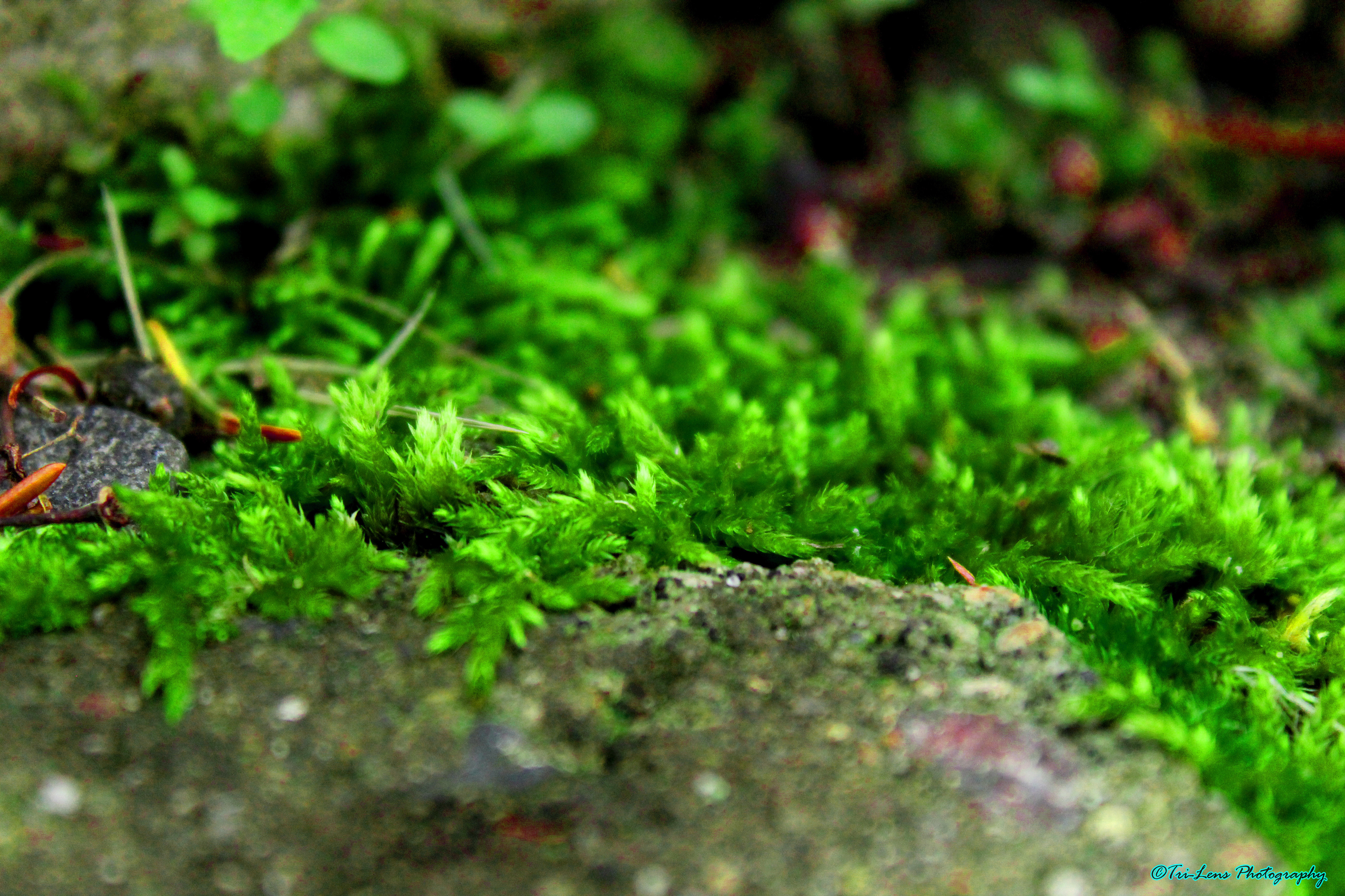 Macro moss