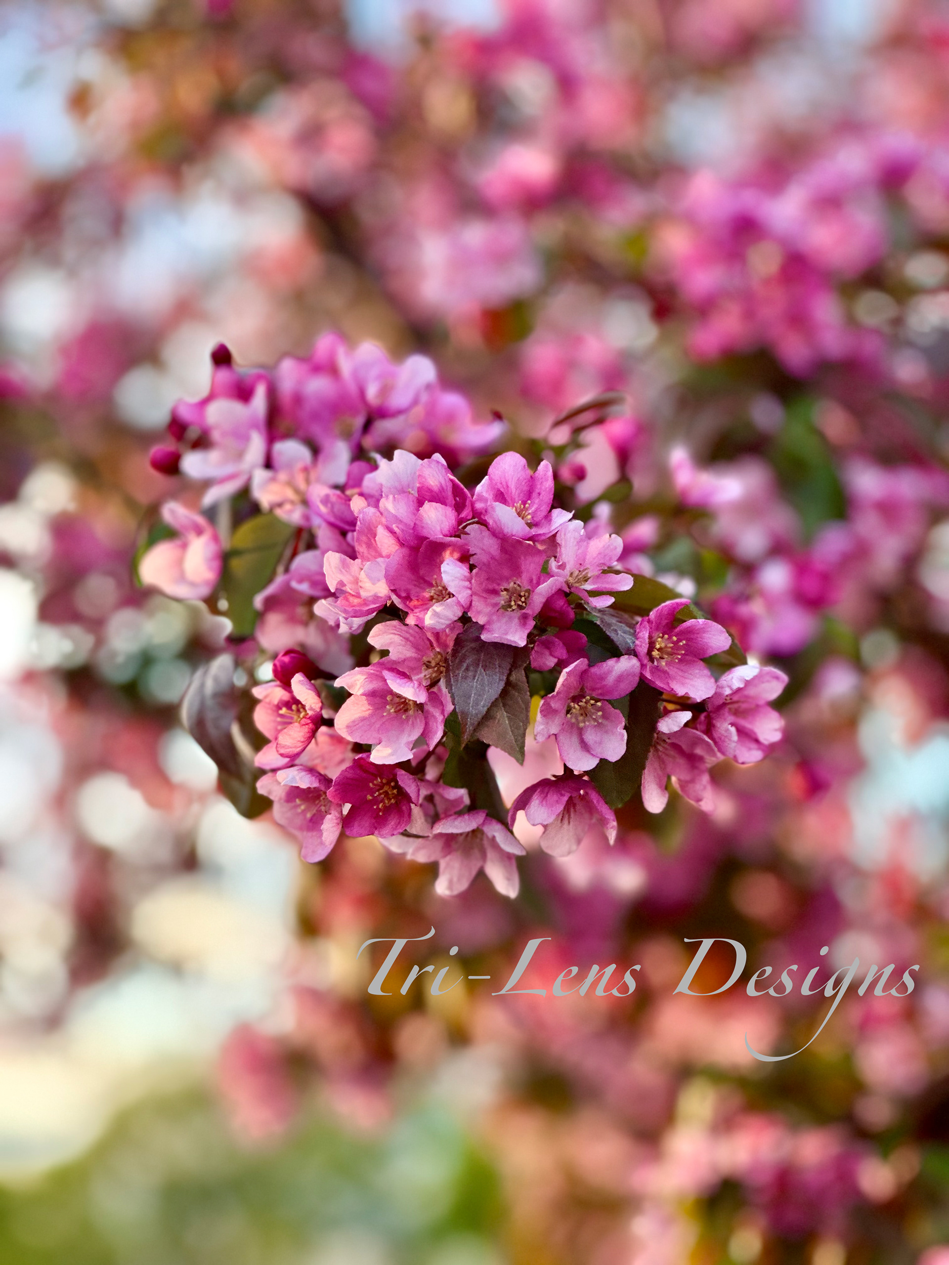 Cherry blossom Mankato Mall MN