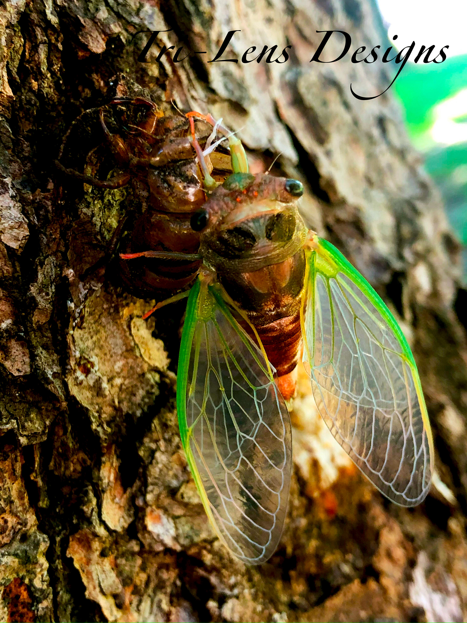 Cicadas