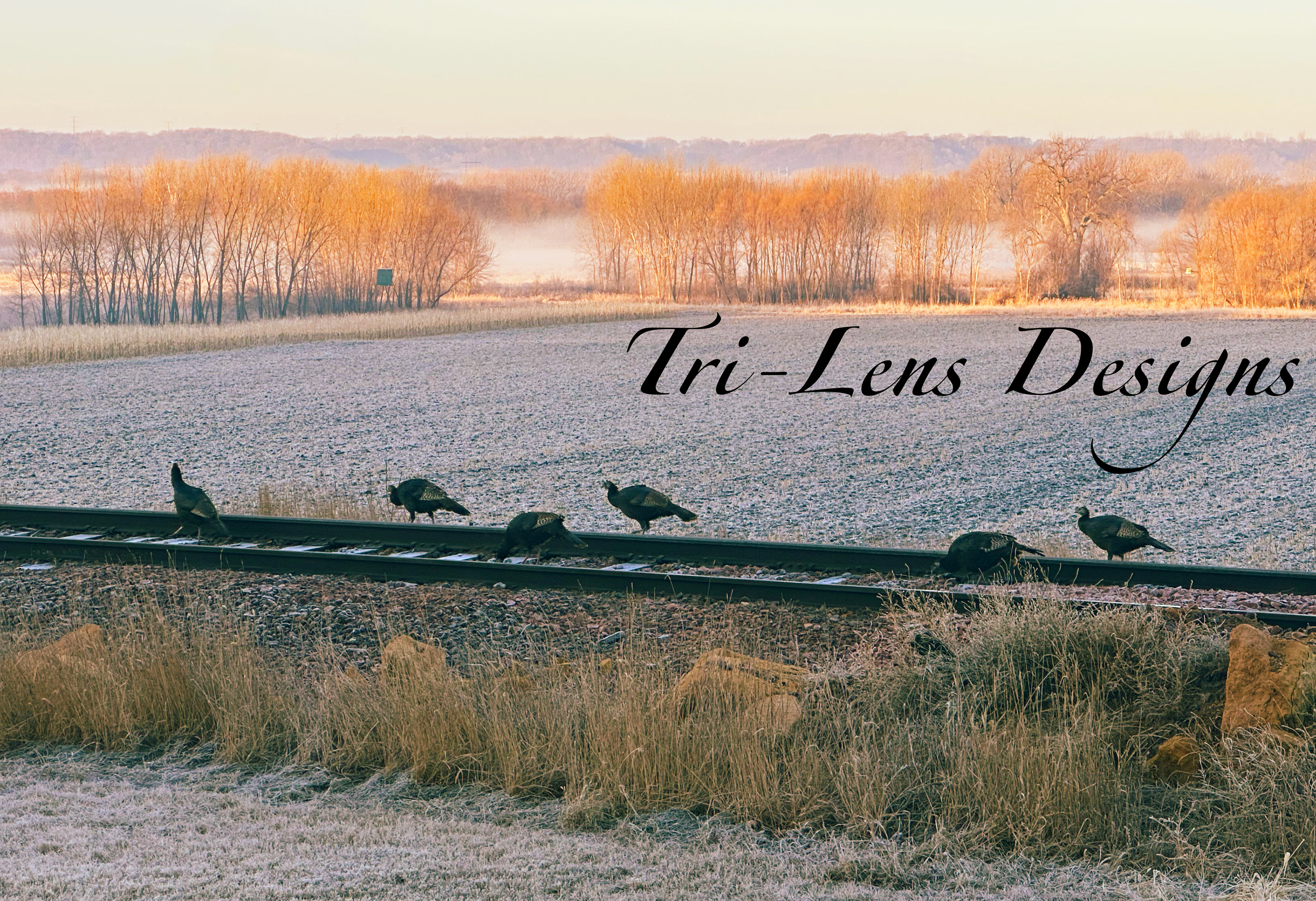 Turkeys Lime Valley Mankato, MN