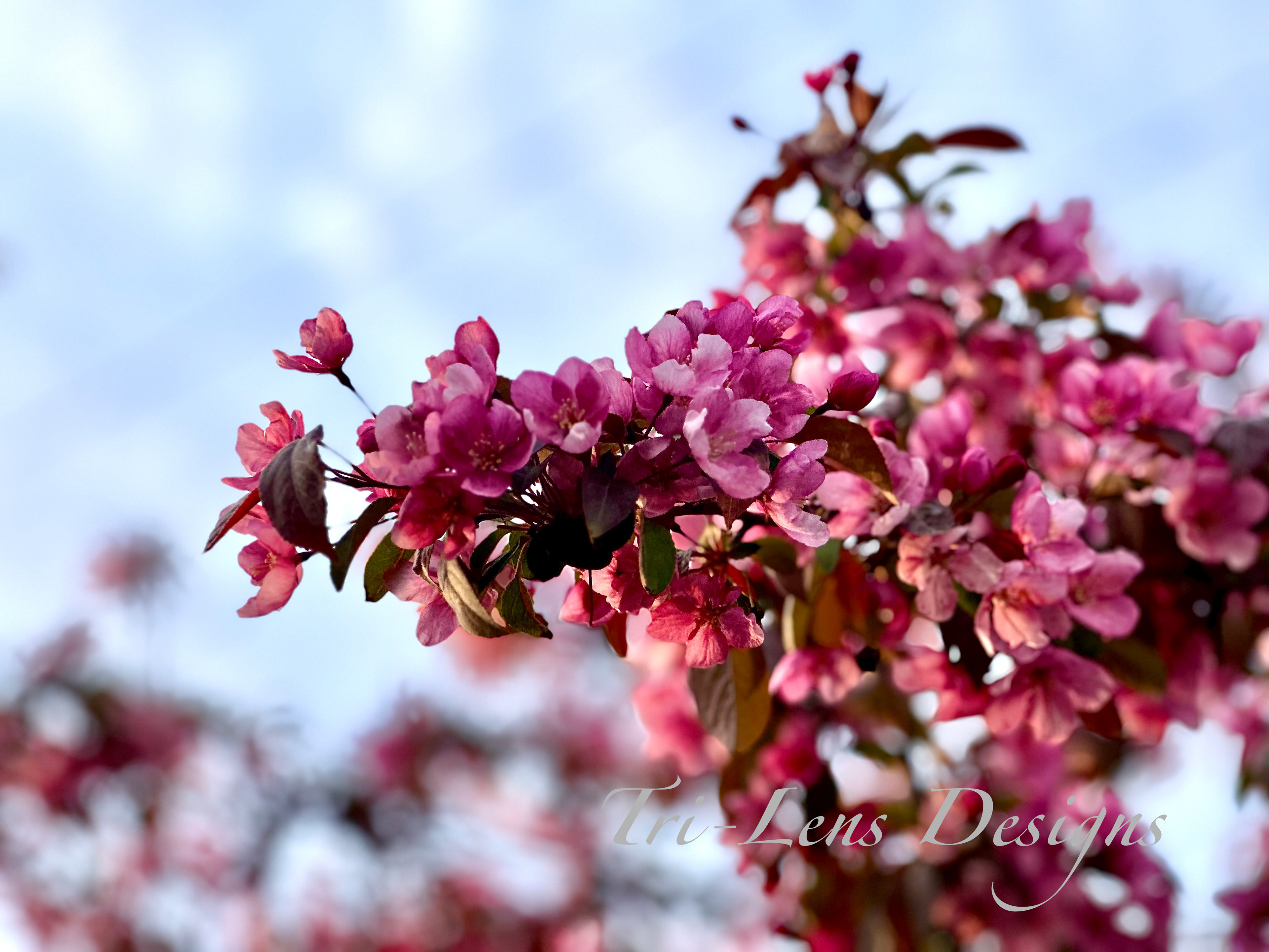 Cherry blossom Mankato Mall MN