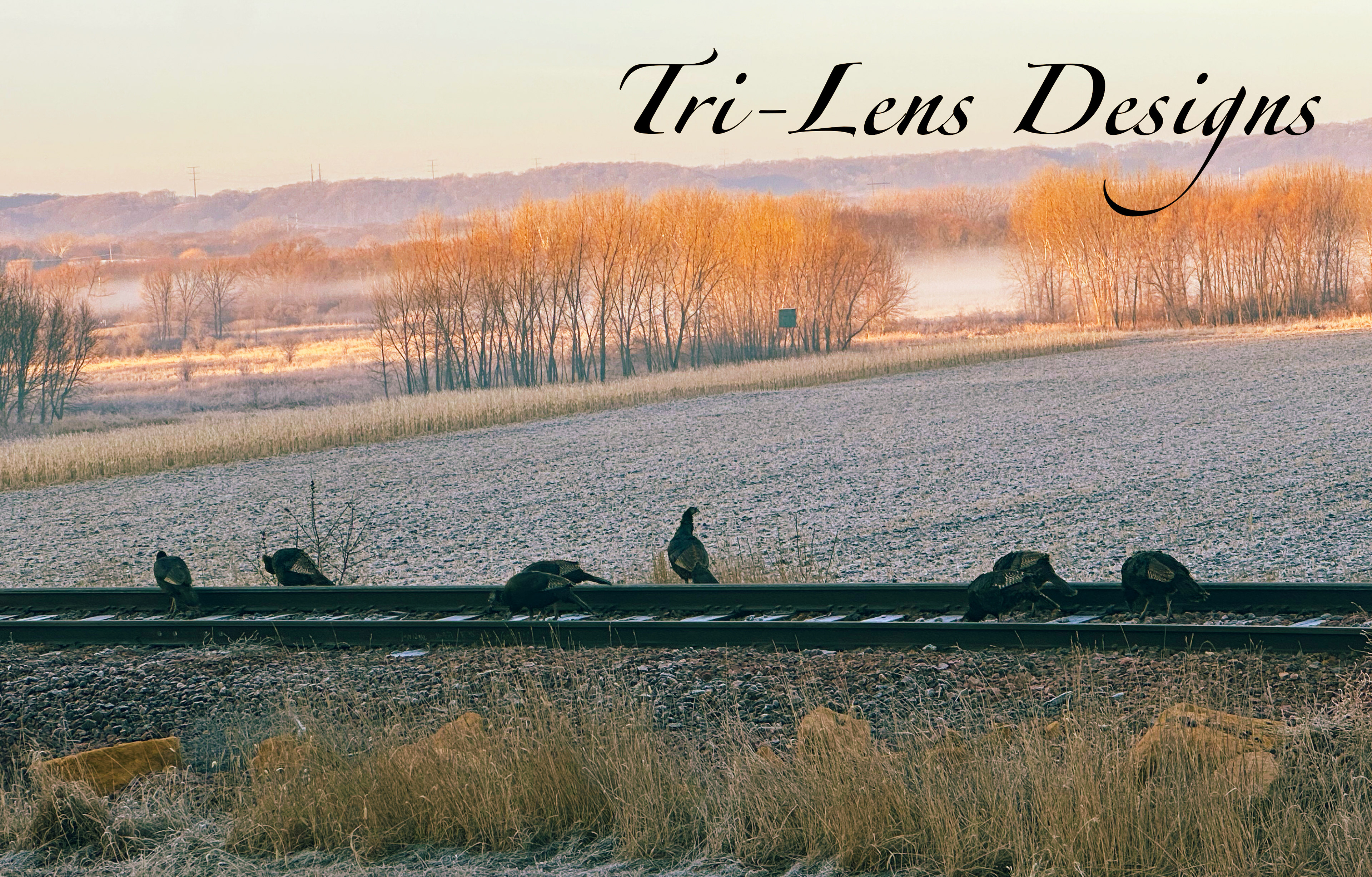 Turkeys Lime Valley Mankato, MN