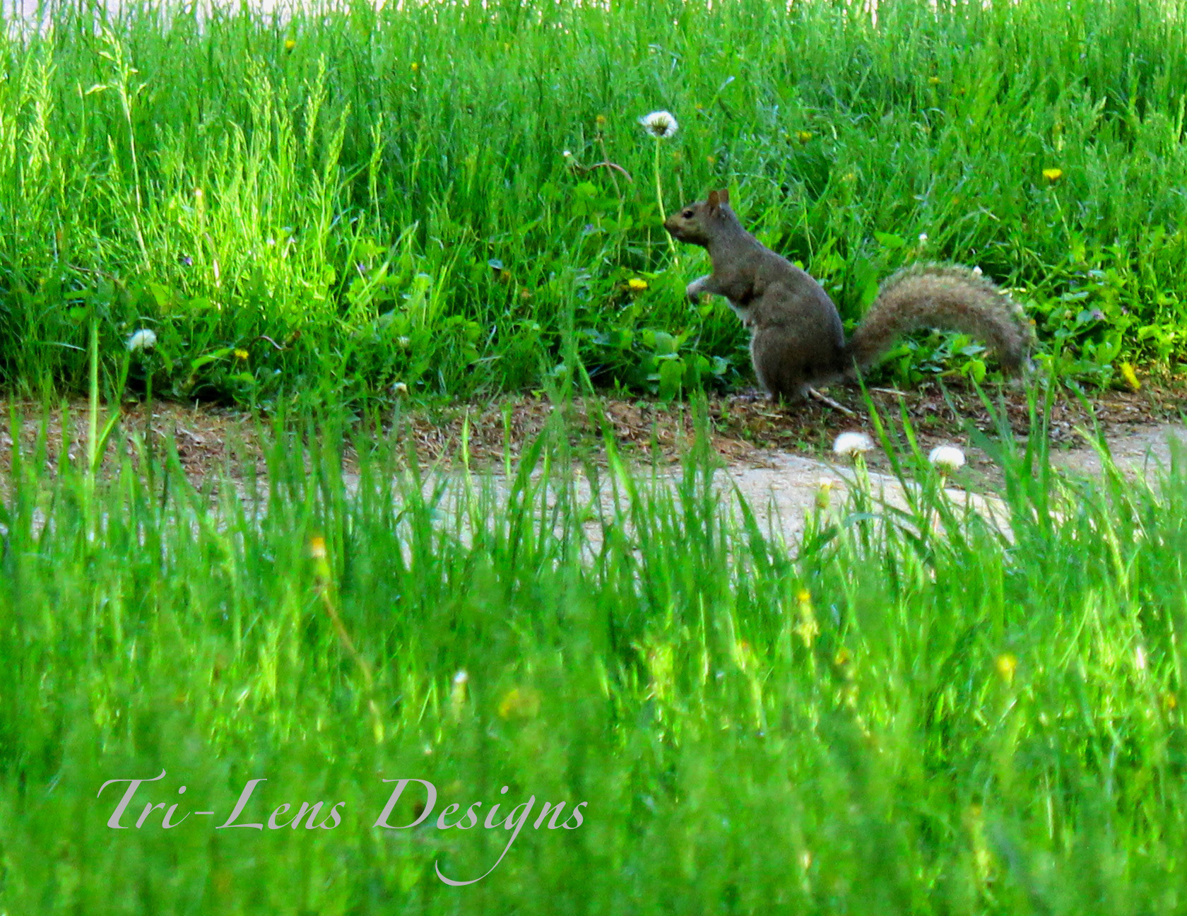 Squirrel running though yard