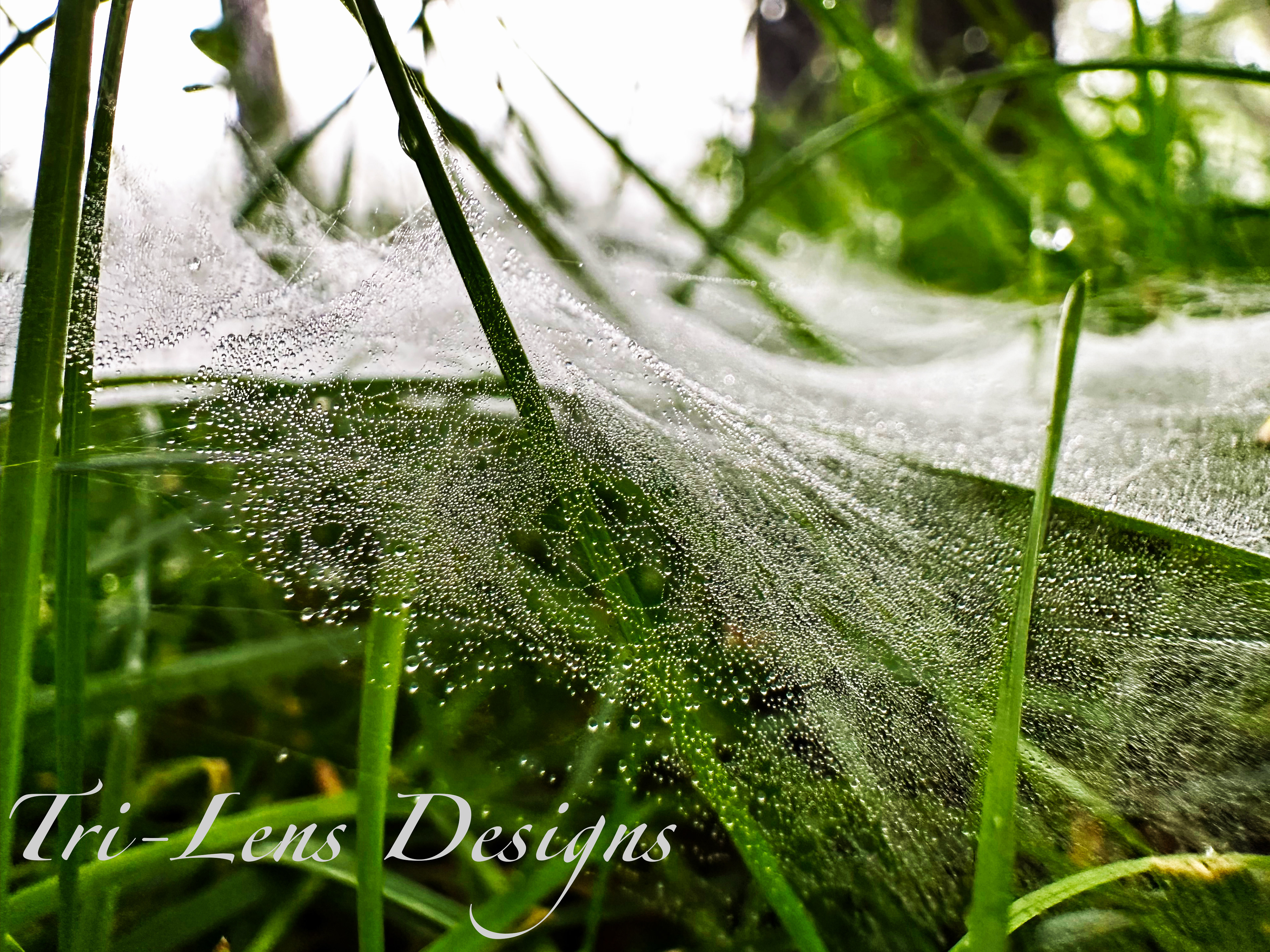 Spider web in grass on foggy wet day