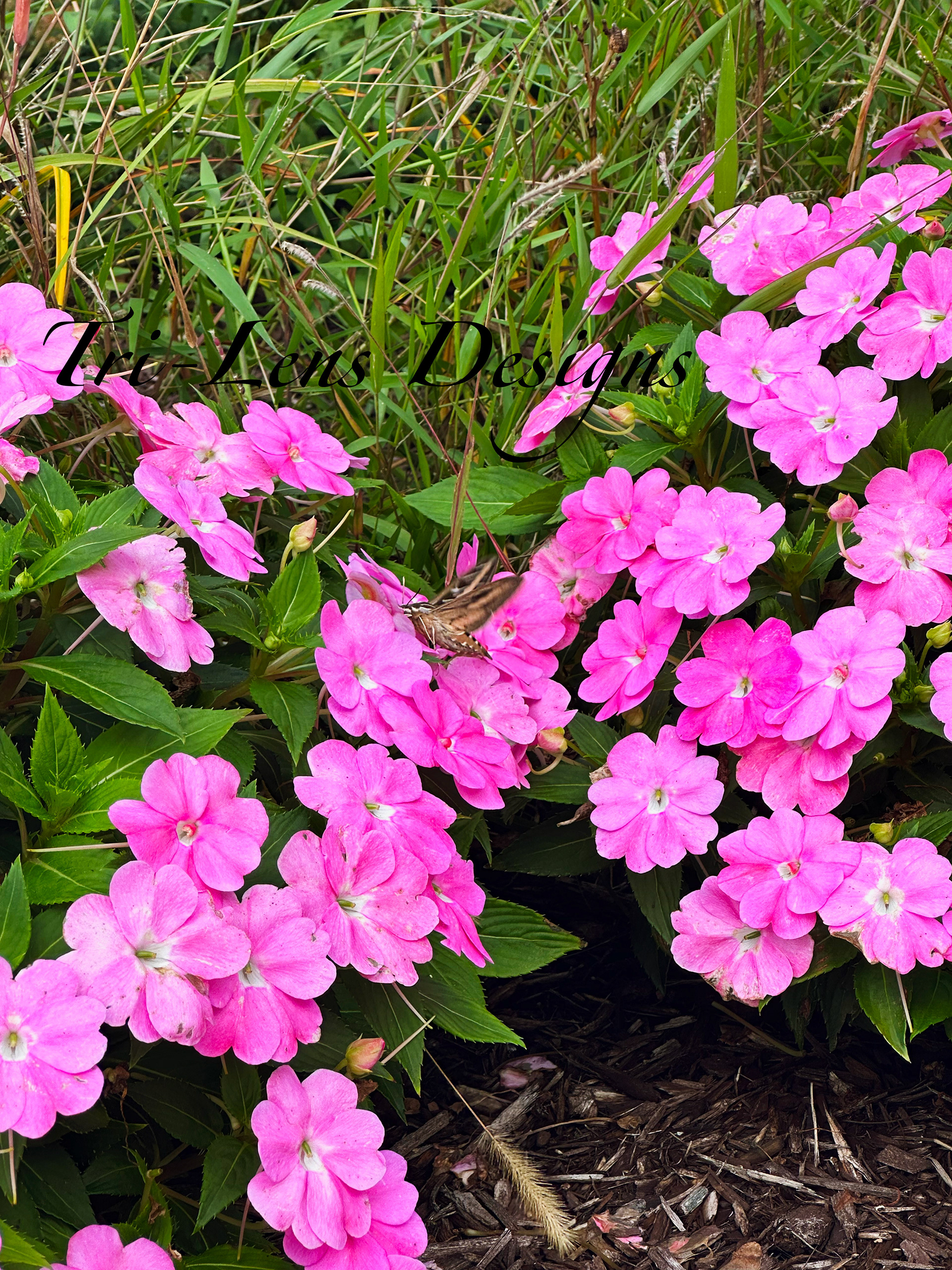 Humming Bird Mooth Mankato, MN late fall