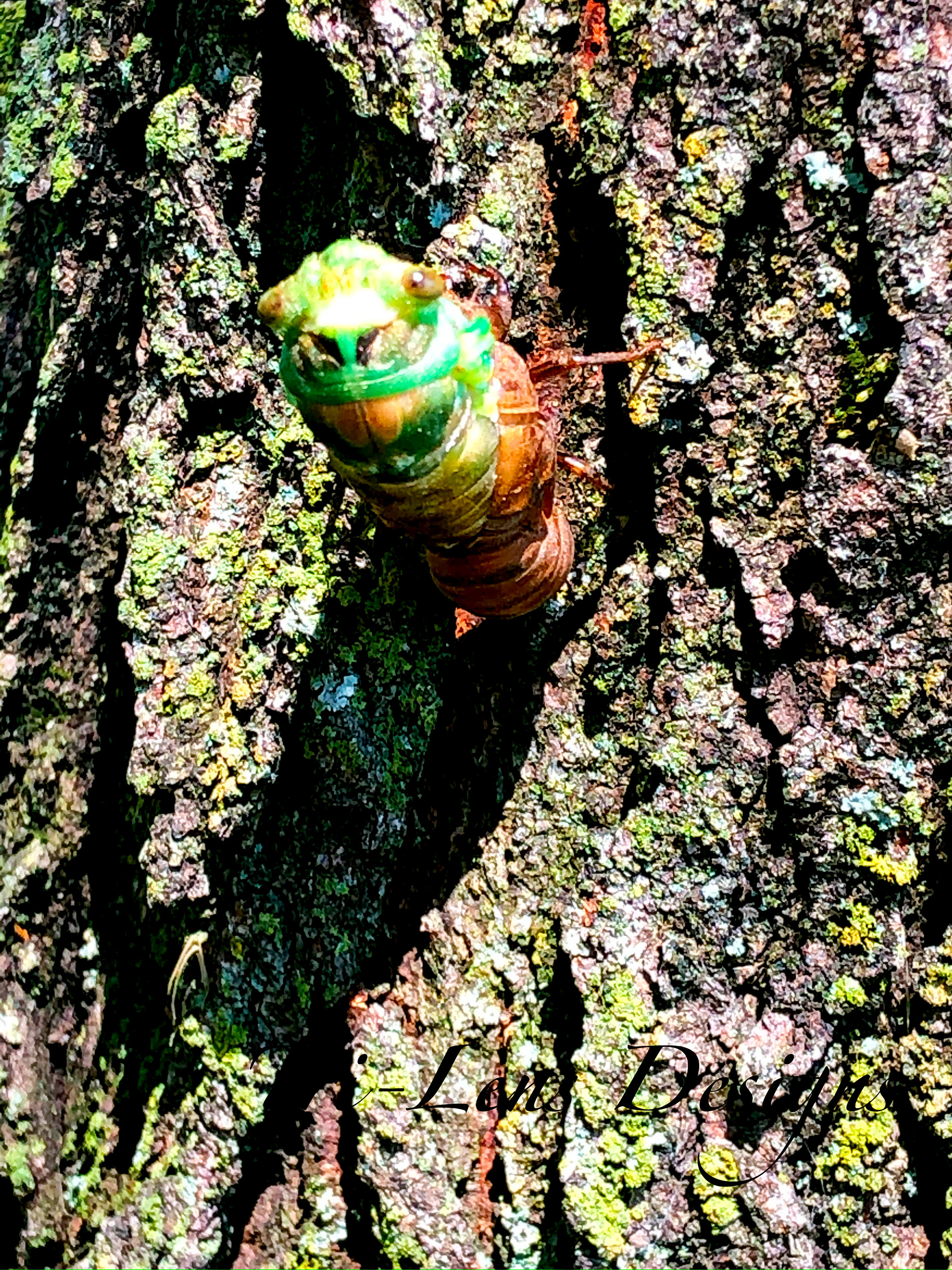 Cicadas